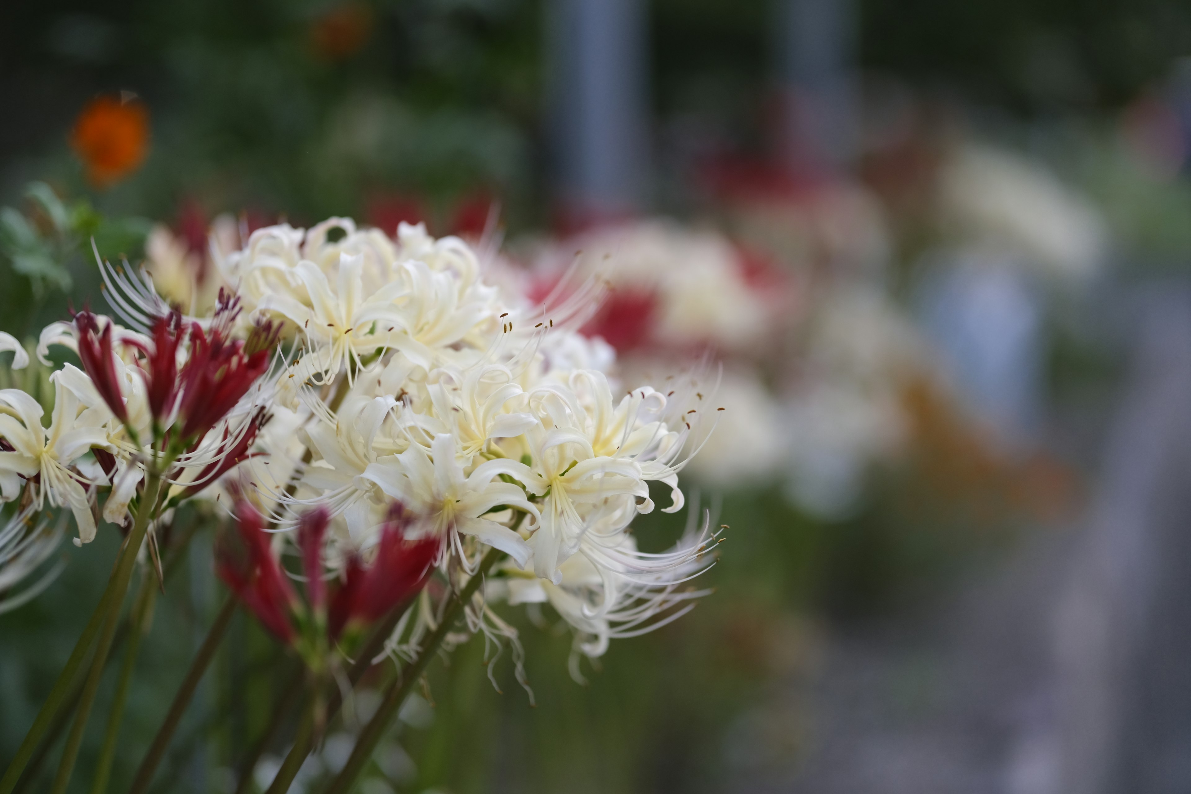 Un paysage avec des fleurs blanches et rouges en fleurs