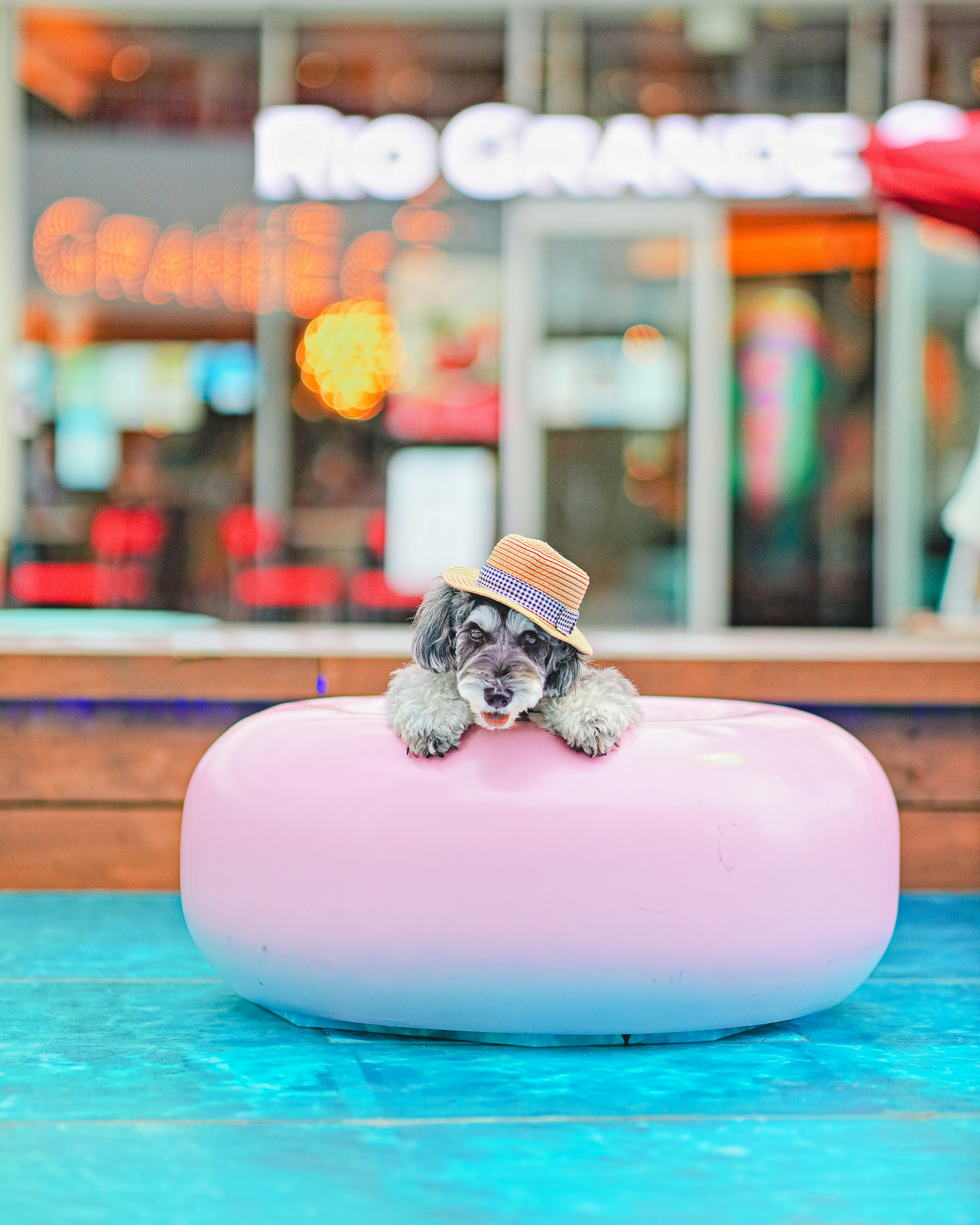 Un chien portant un chapeau reposant sur une bouée rose