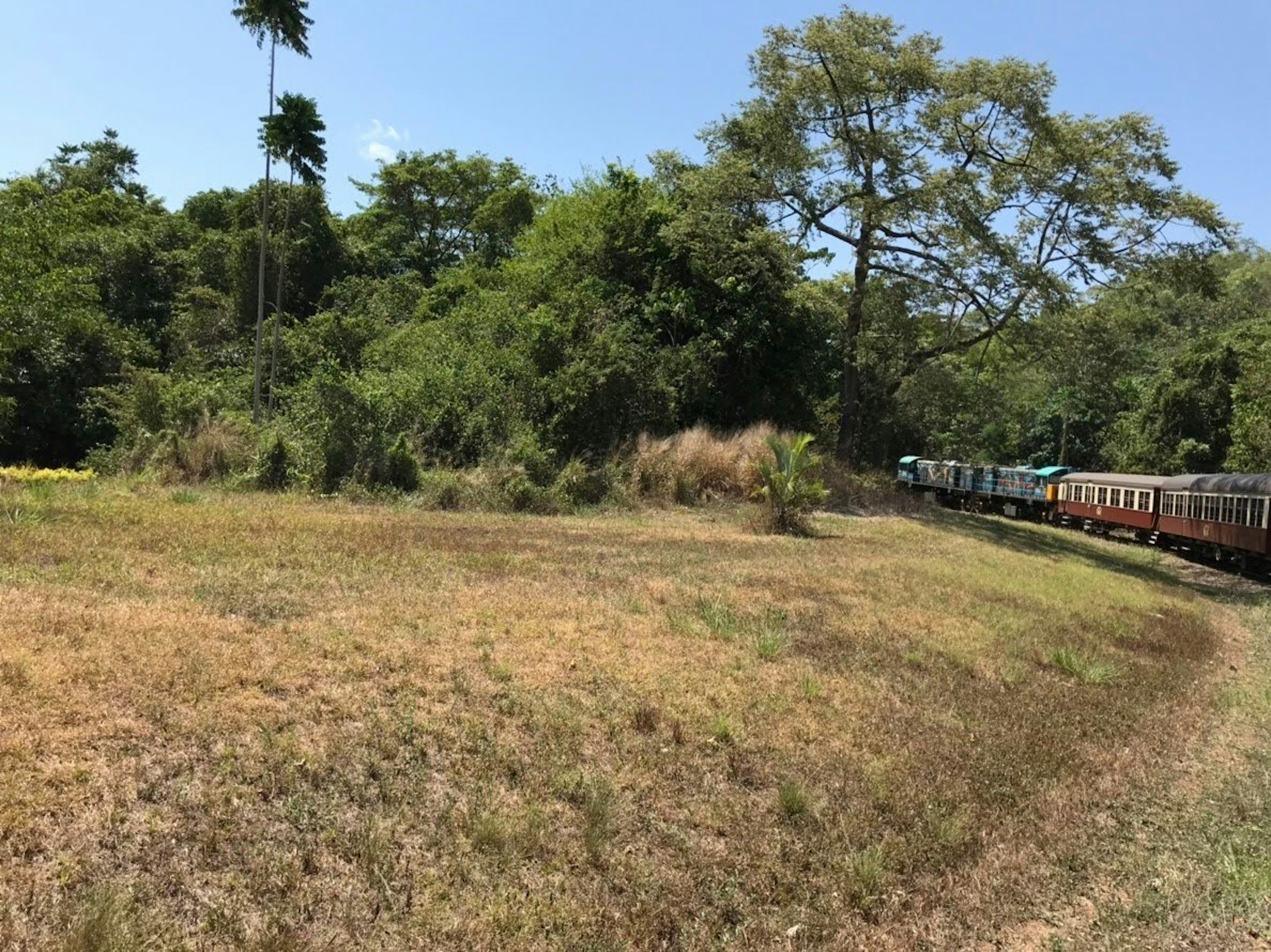 Treno che corre lungo un paesaggio di alberi rigogliosi e erba secca