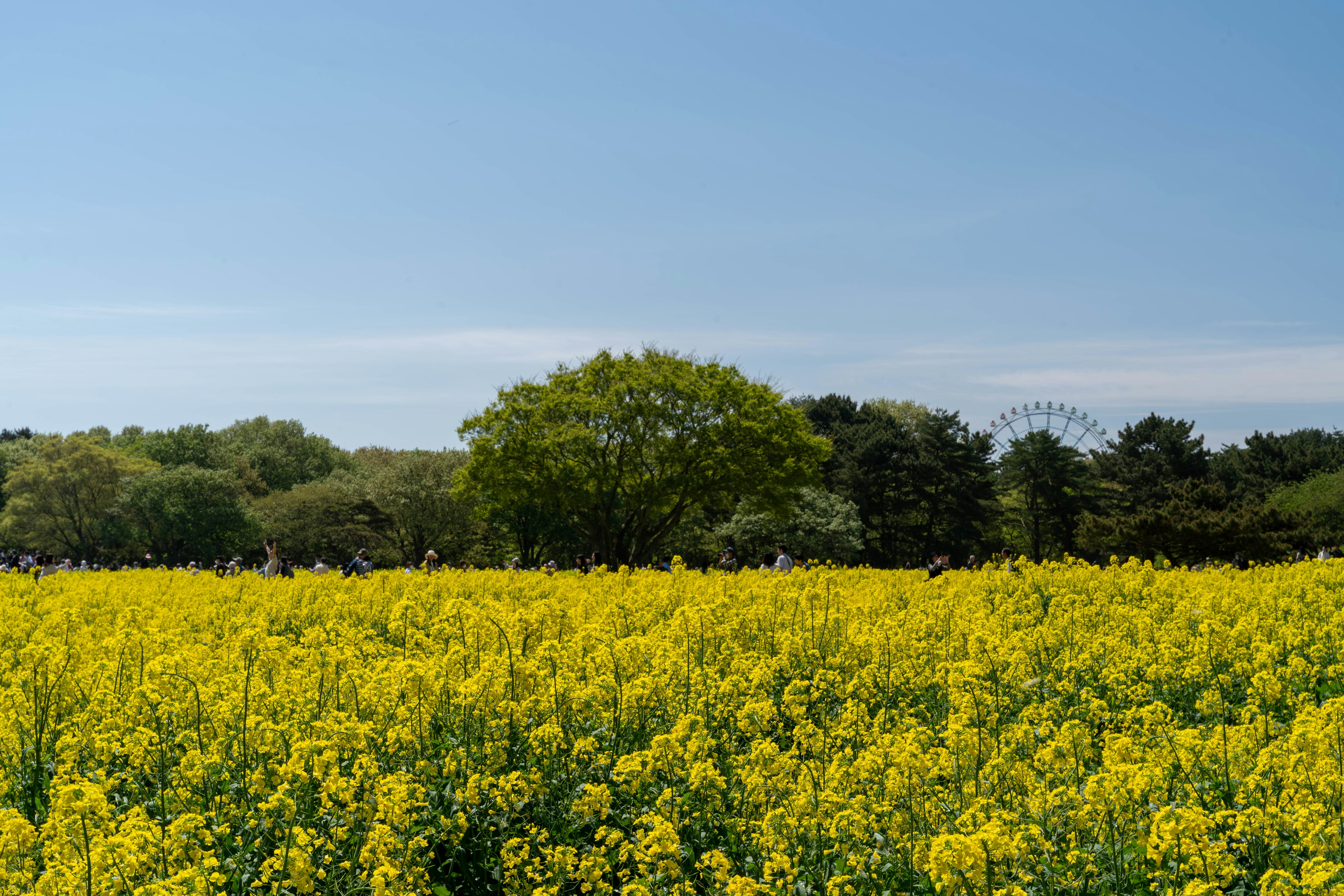 Ladang bunga rapeseed kuning di bawah langit biru dengan pohon hijau