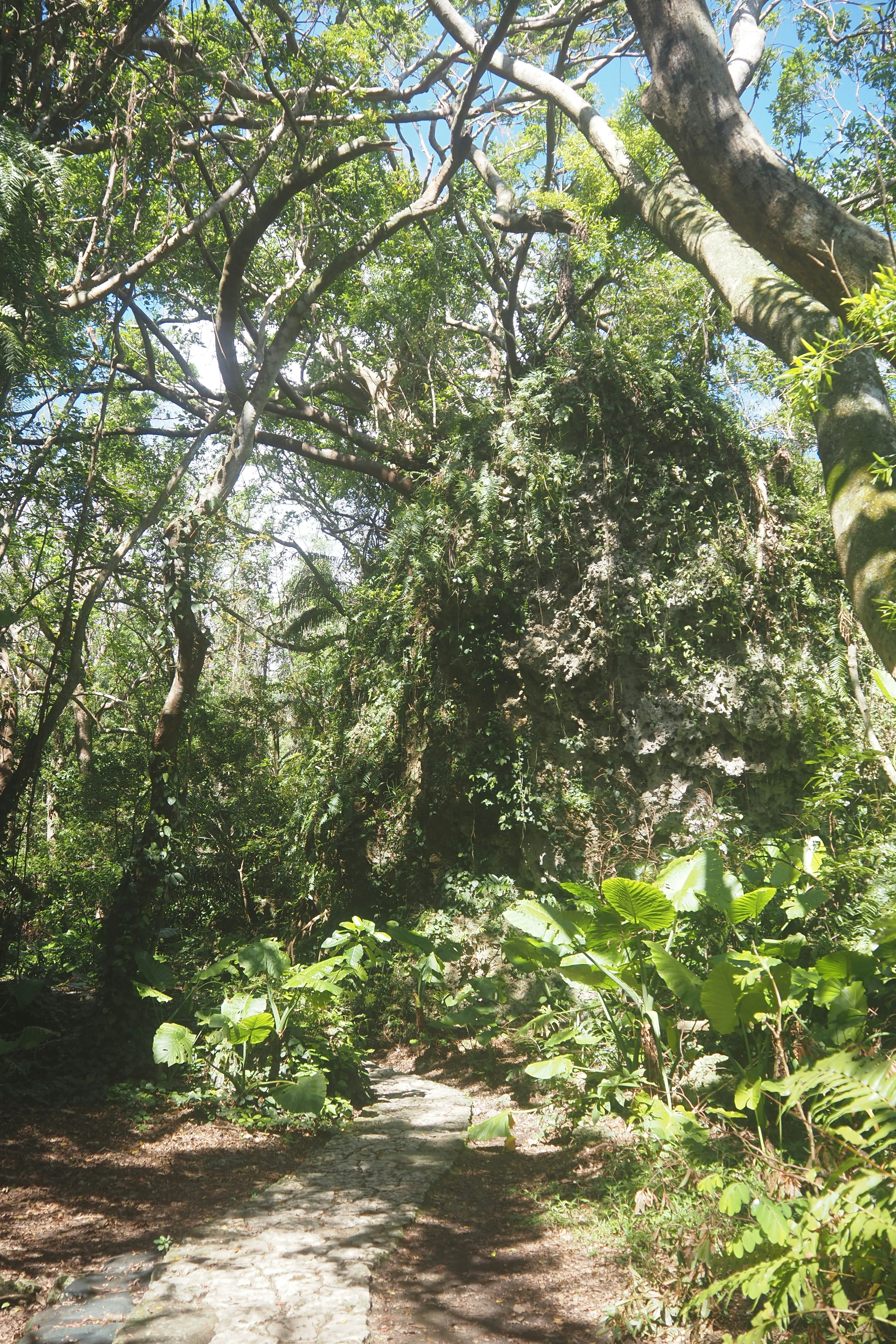 Lush forest pathway surrounded by tall trees and greenery