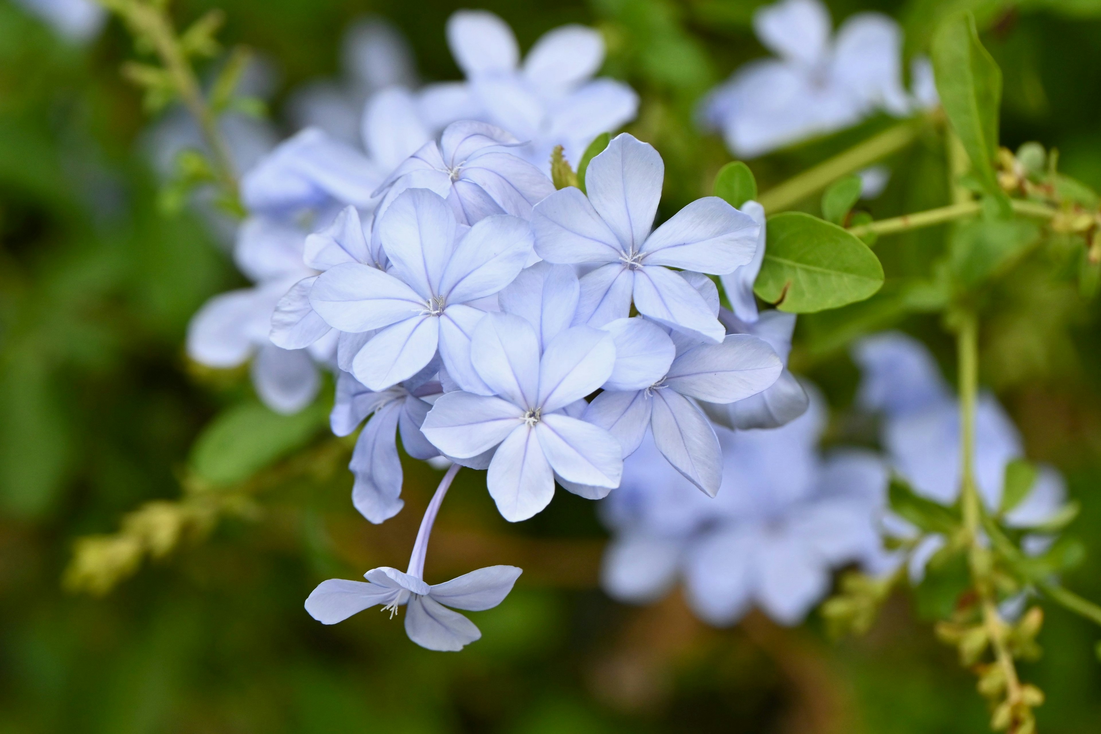 薄い青色の花が集まった美しい植物のクローズアップ