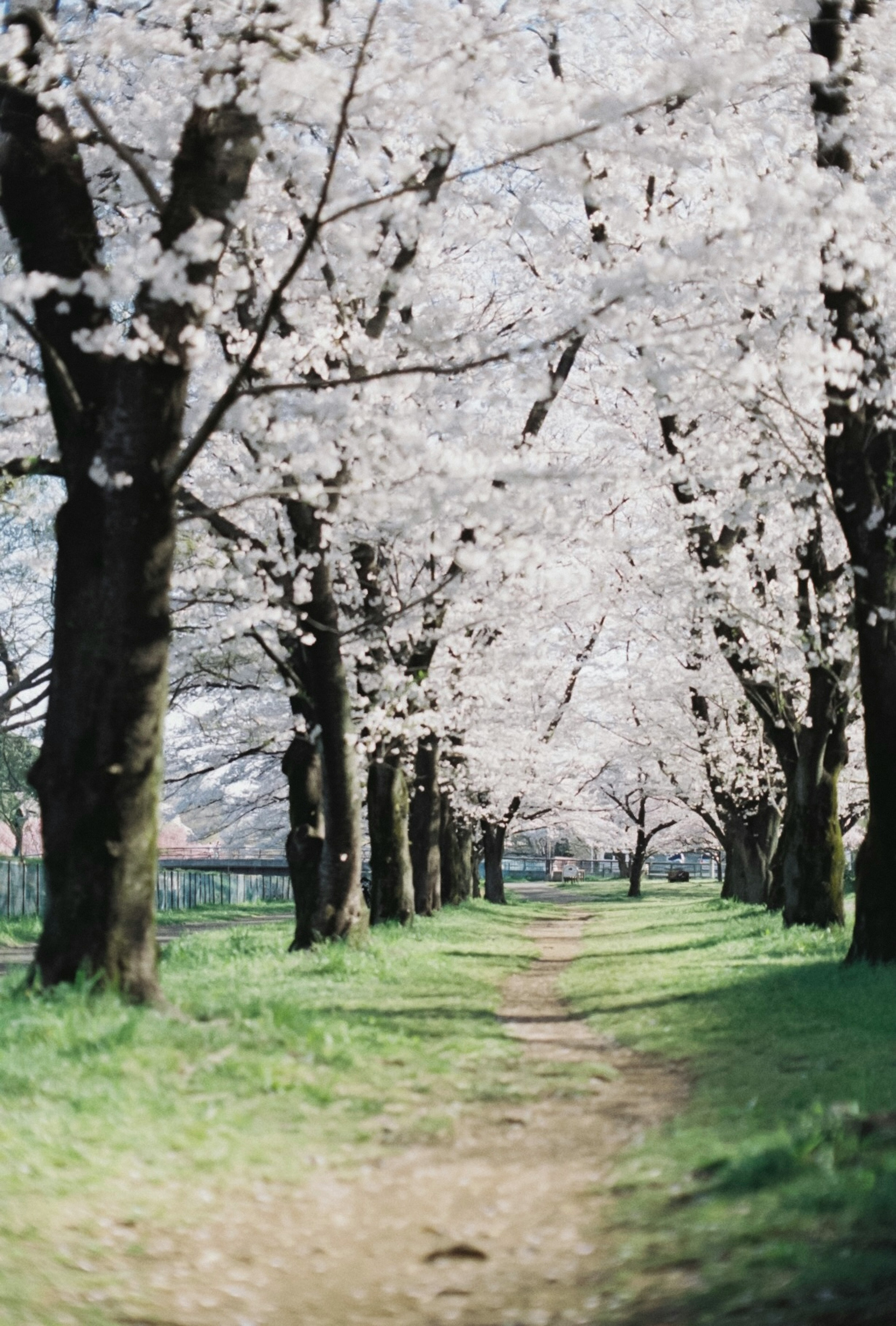 Pathway lined with cherry blossom trees