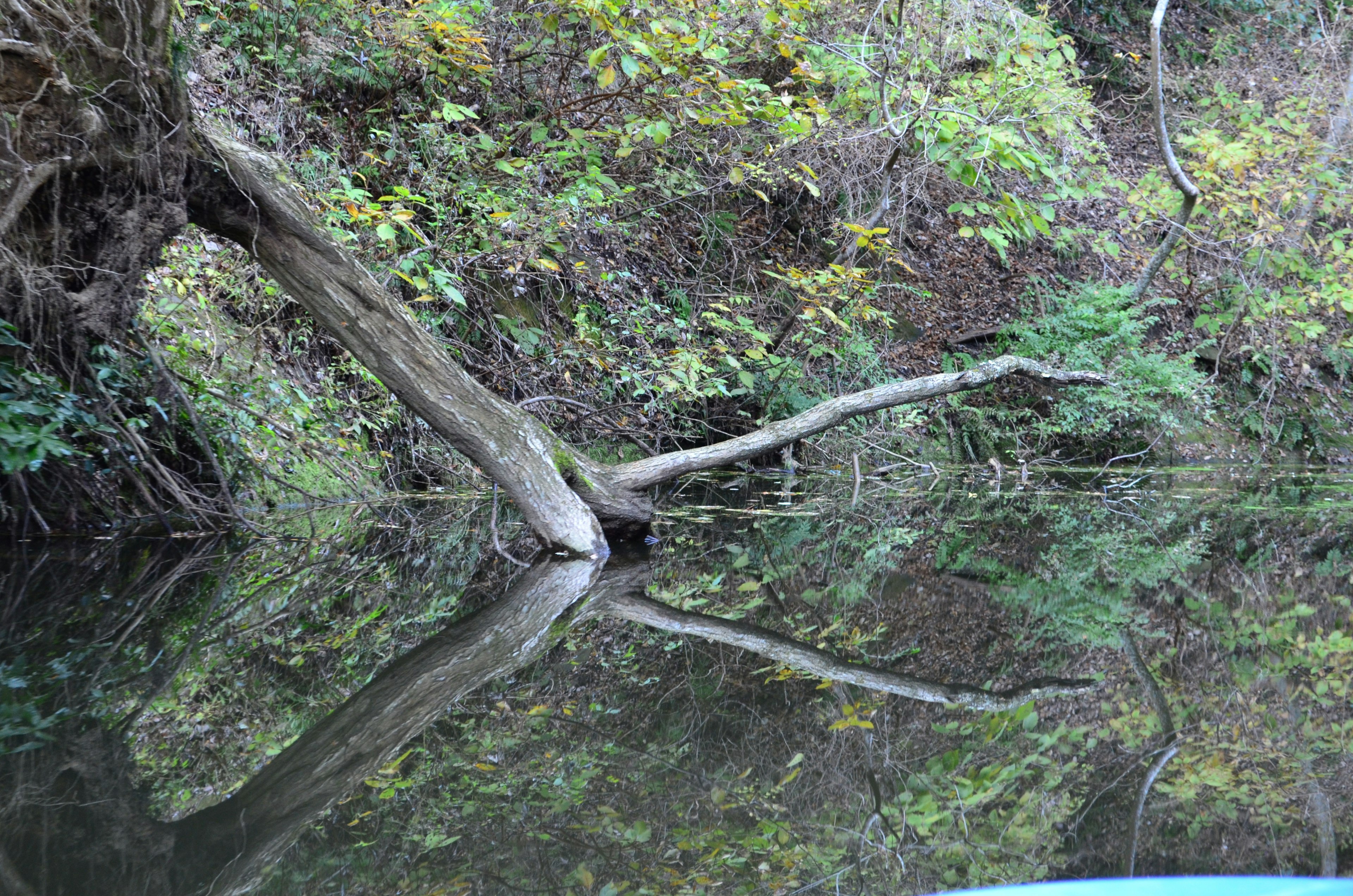 Branche d'arbre reflétée sur une eau calme entourée de verdure