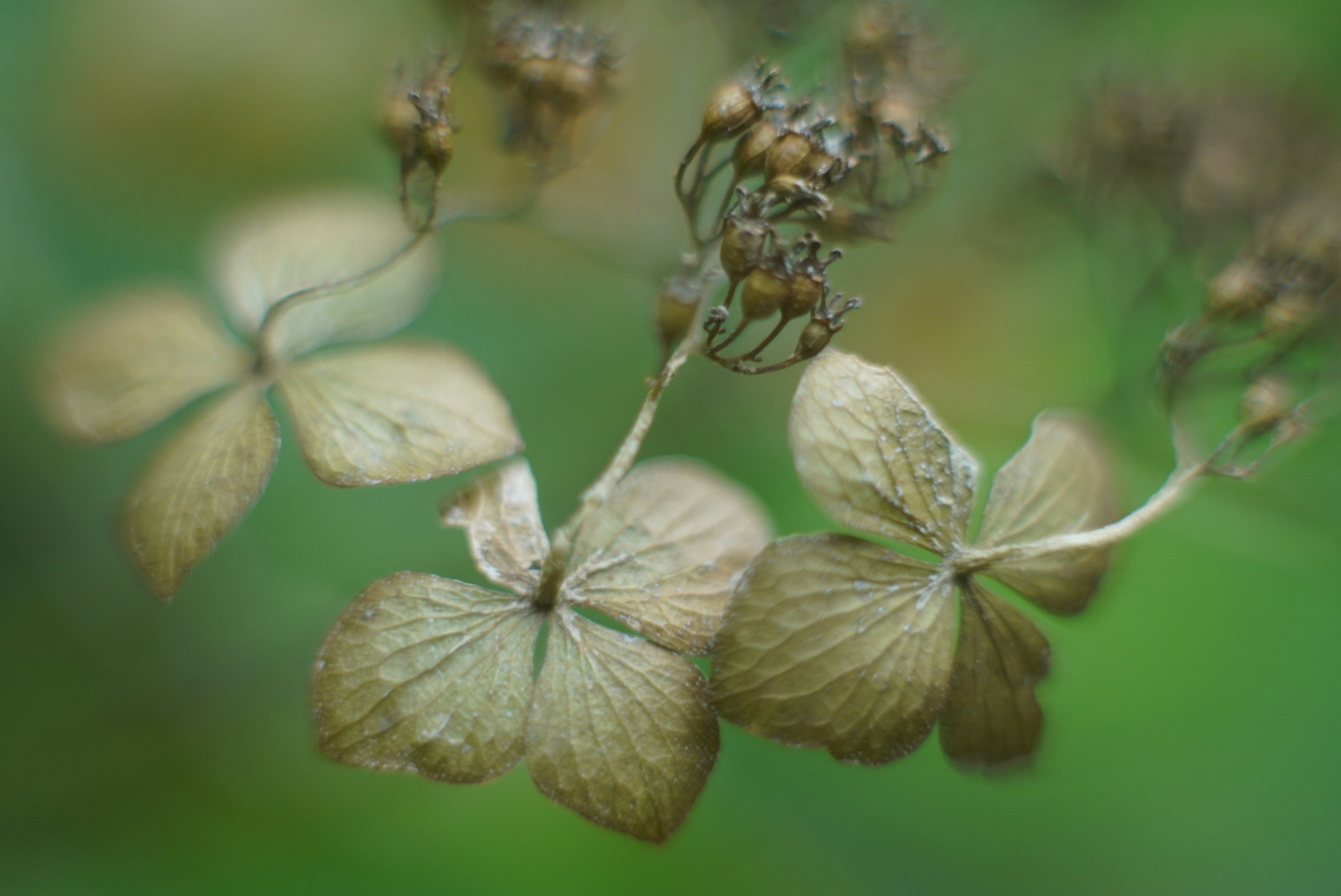 緑の背景に乾燥したハイドランジアの花びらが特徴的な画像