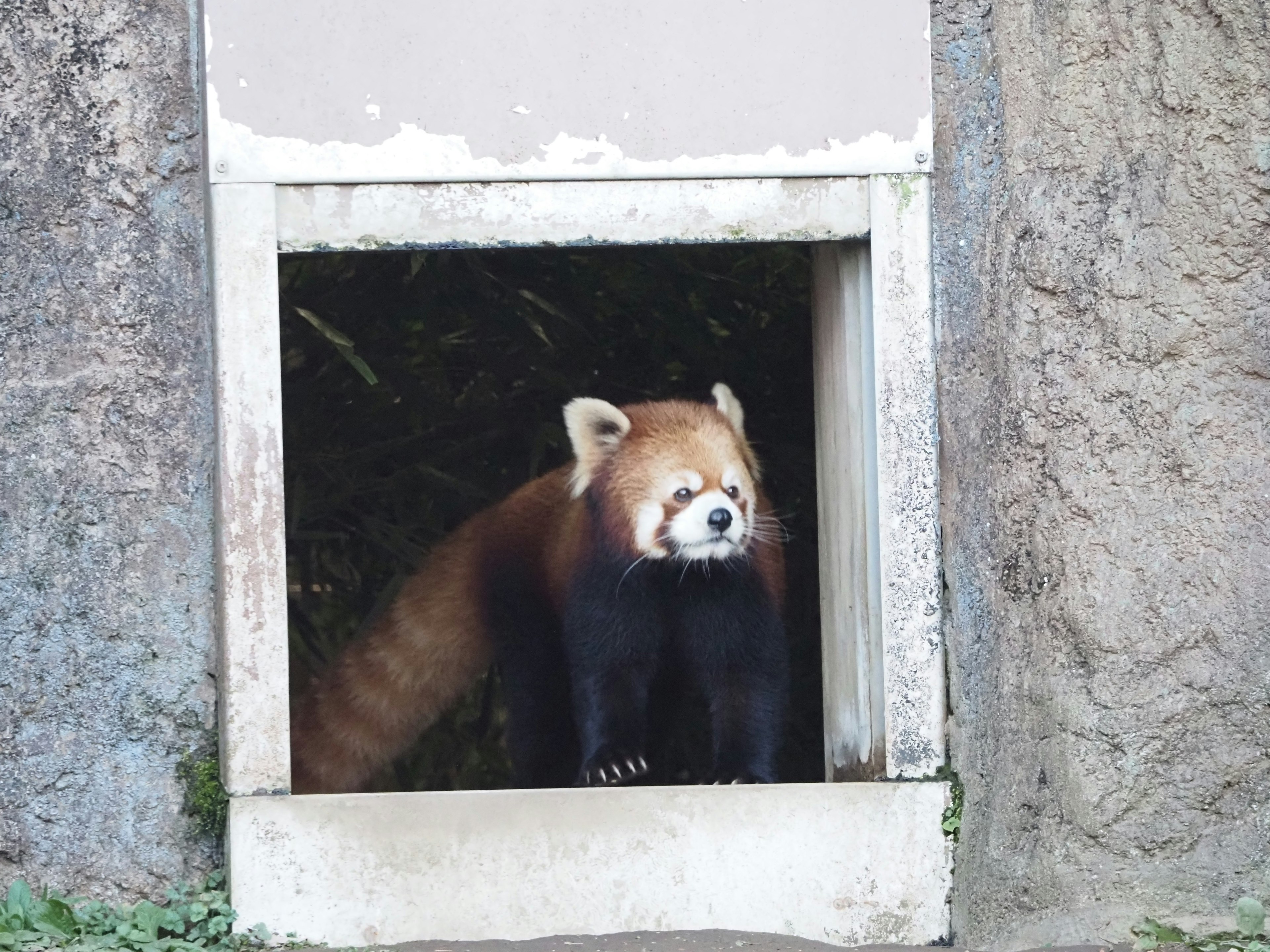 Red panda peeking out from a den