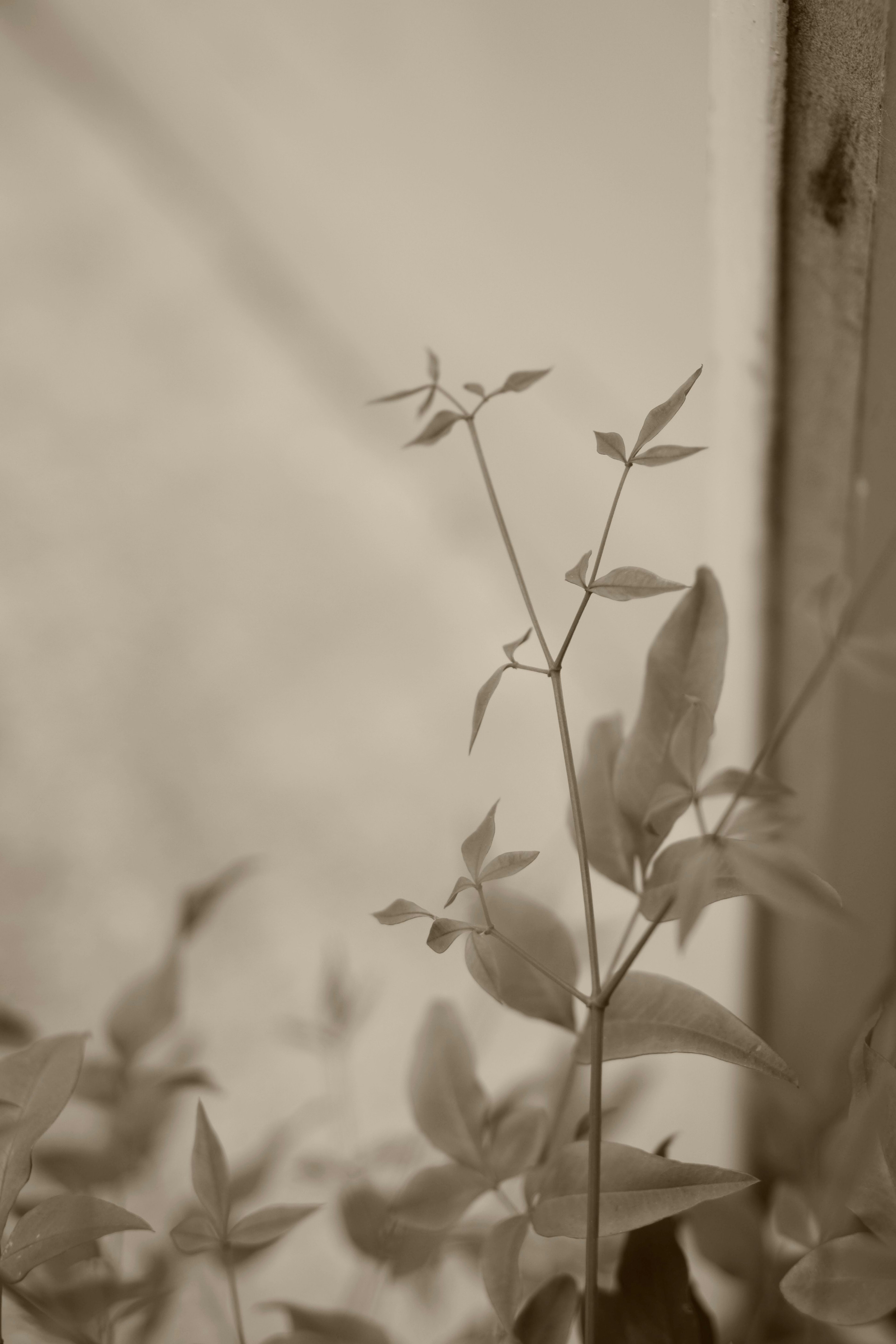 窓の近くにある植物の茎と葉のモノクロ写真