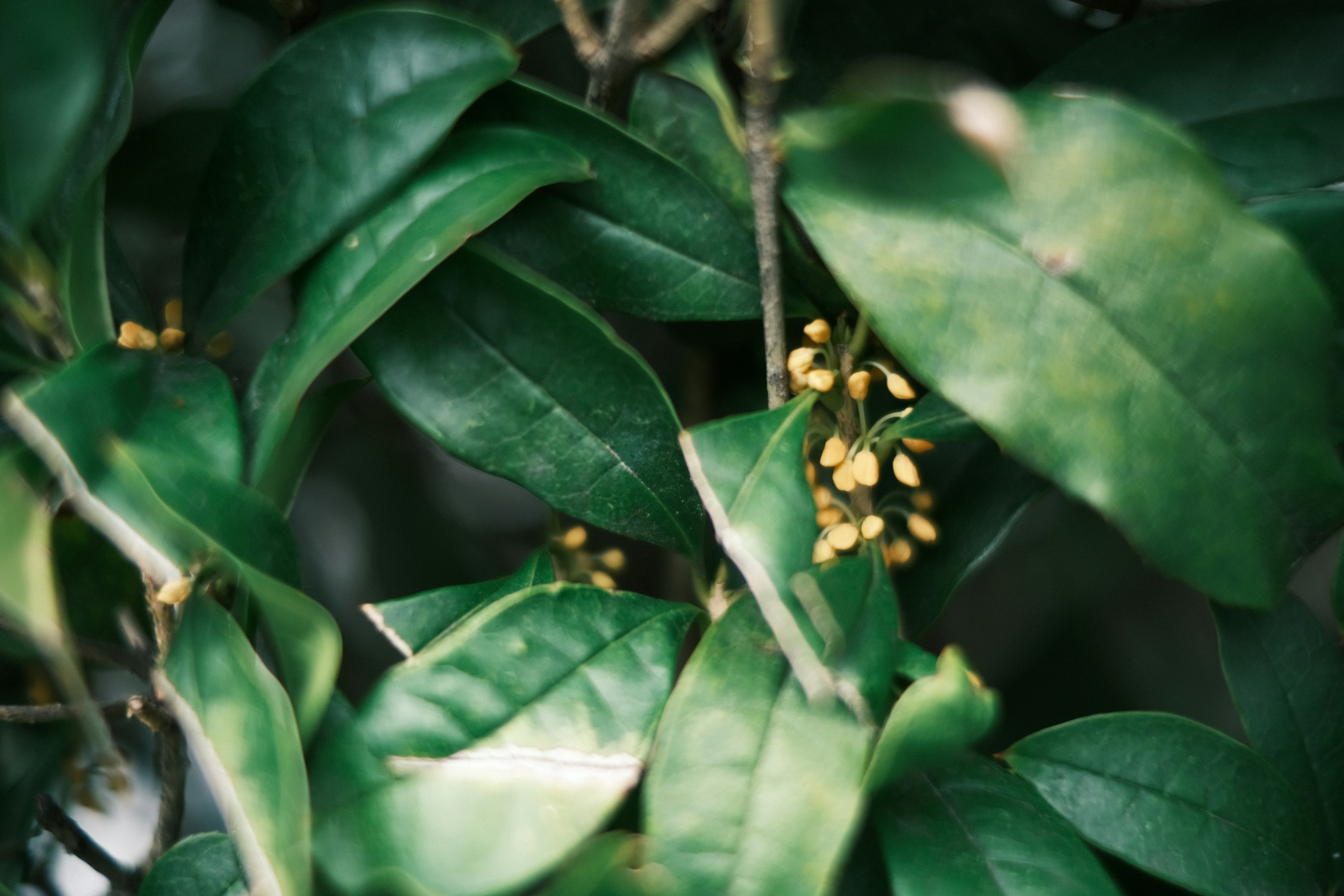 Primer plano de hojas verdes con pequeñas flores amarillas