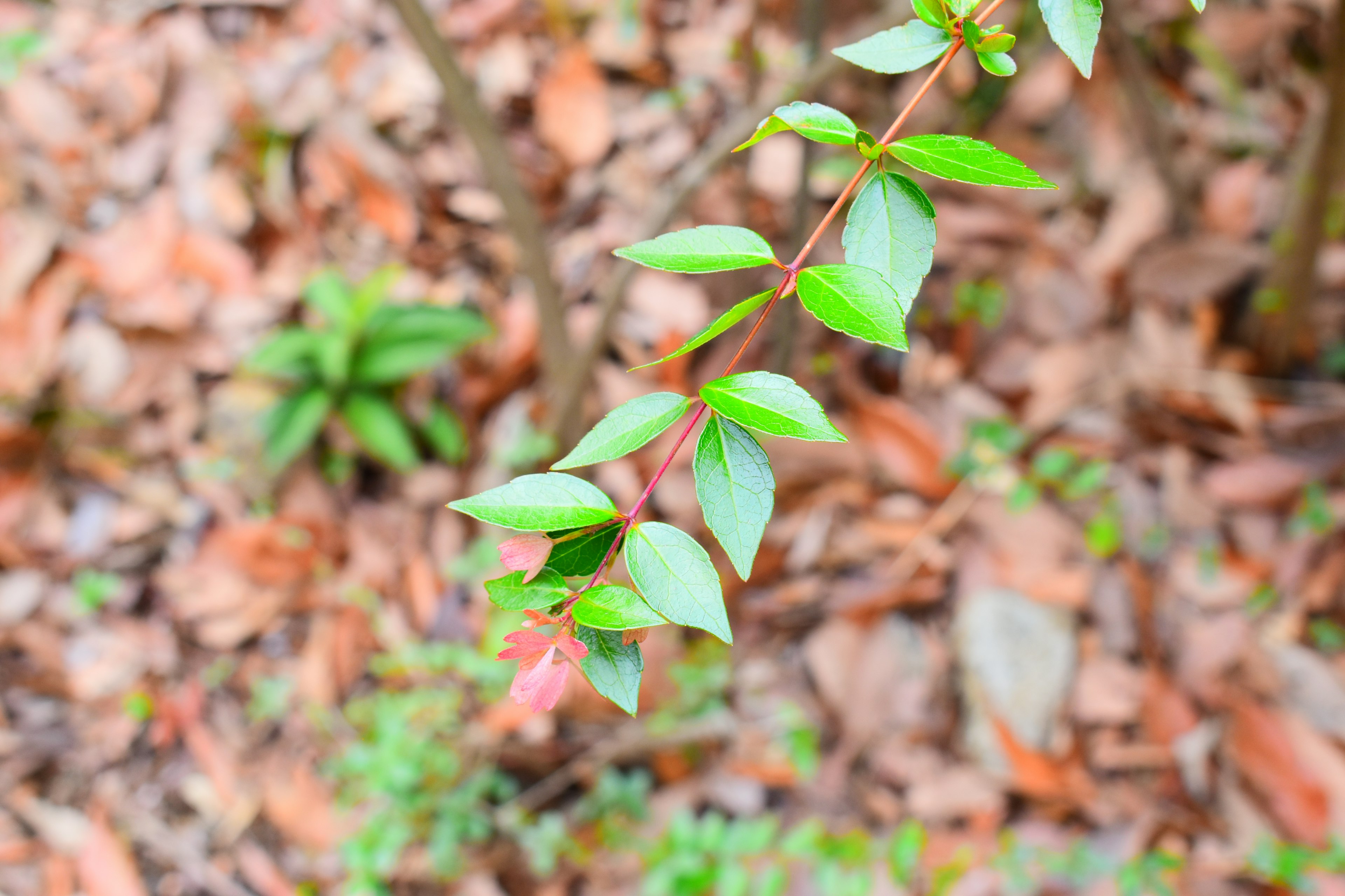 Feuilles vertes d'une plante avec un fond de feuilles brunes sèches