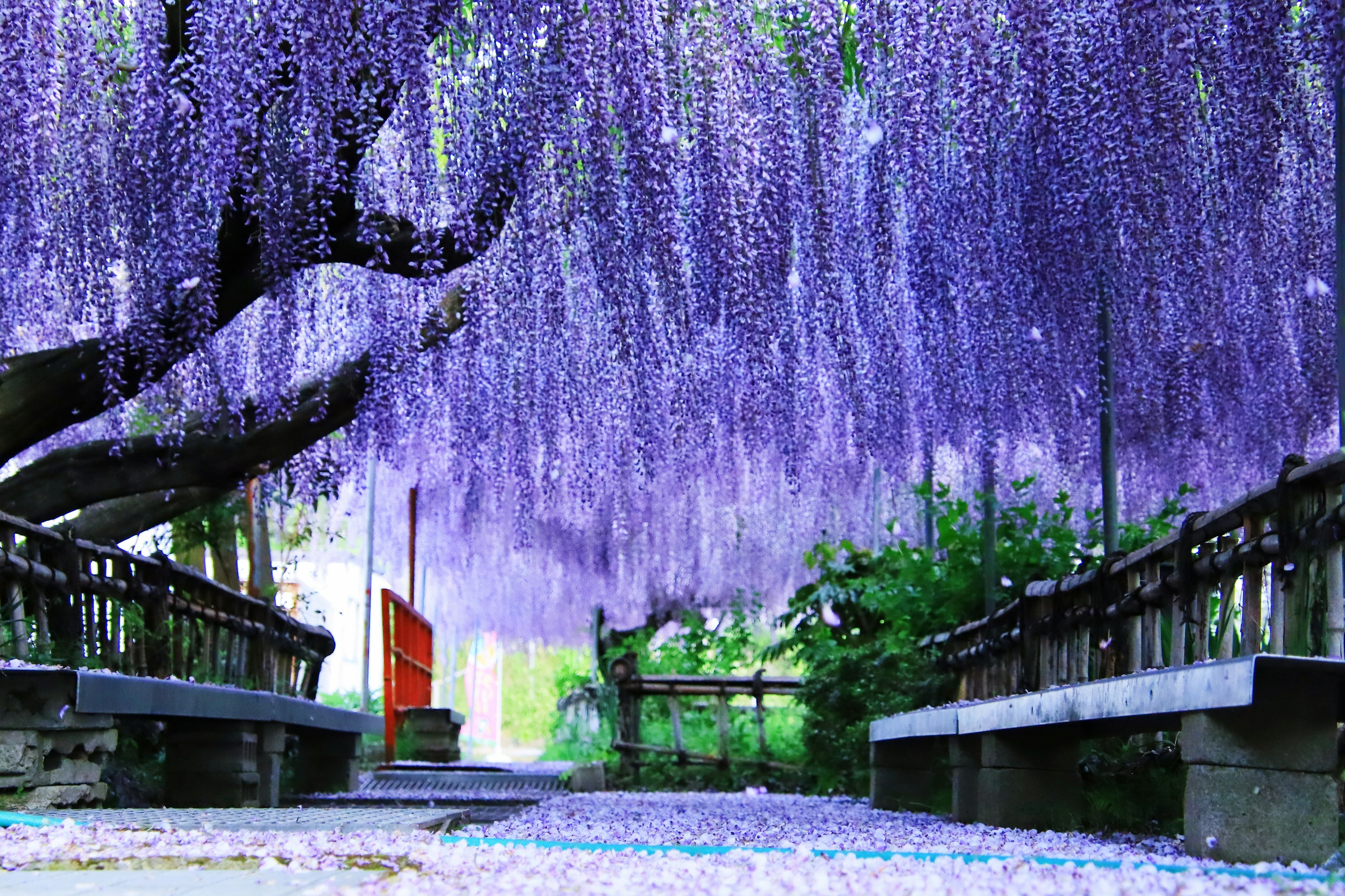 Beautiful tunnel of hanging wisteria flowers