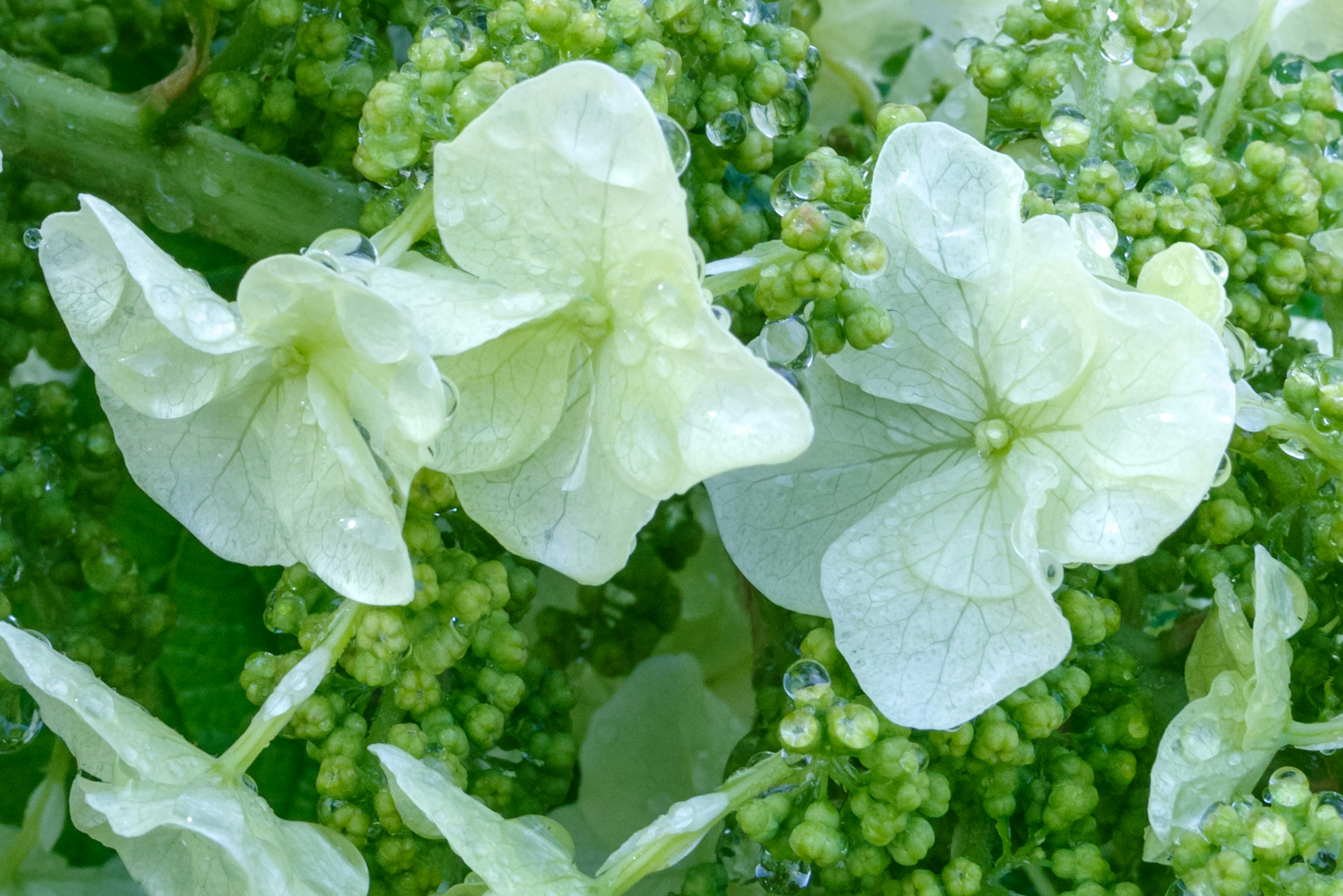 淡い緑色の花とつぼみのクローズアップ しずくがついている