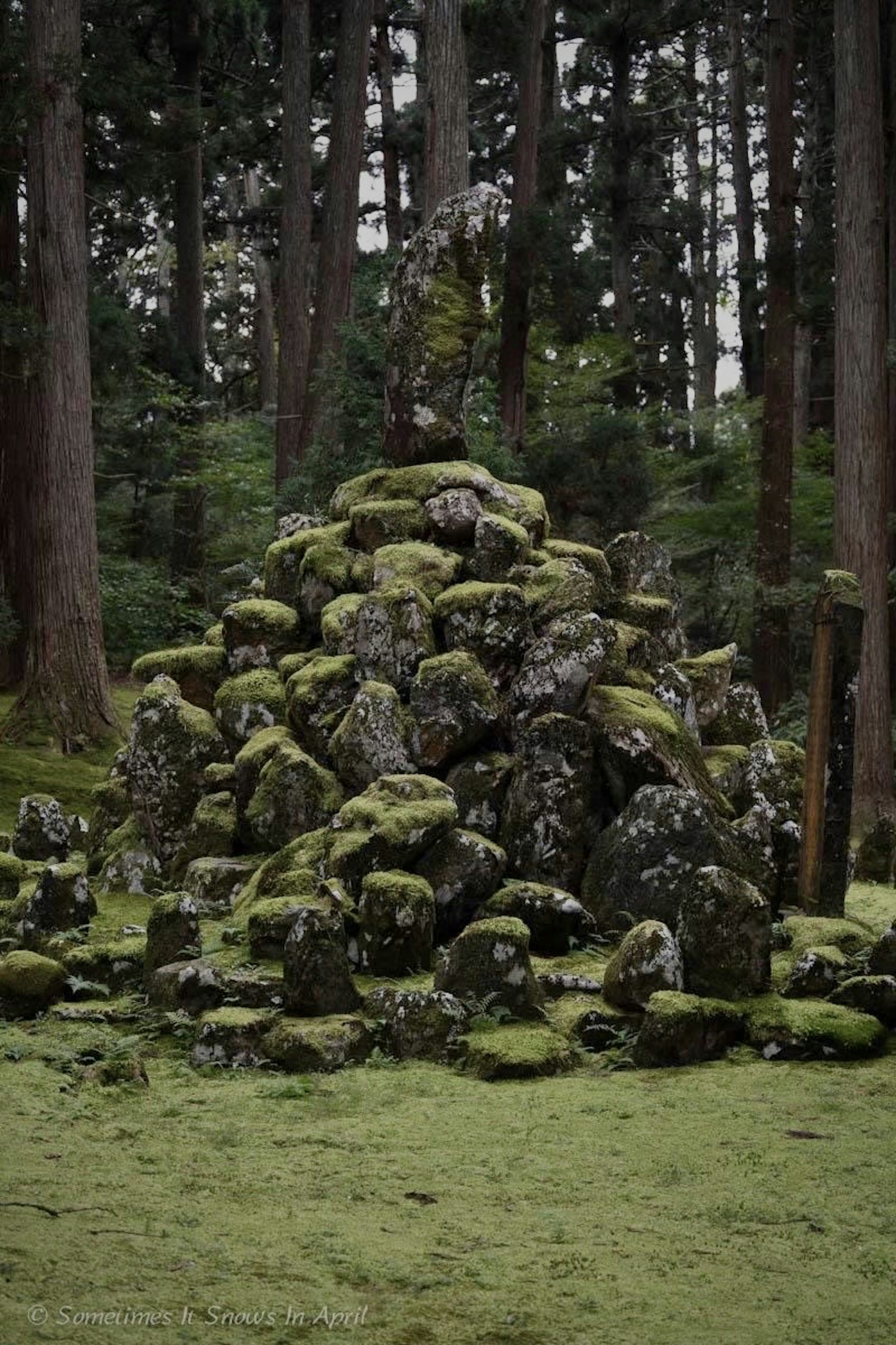 Un gruppo di pietre coperte di muschio in un ambiente forestale sereno