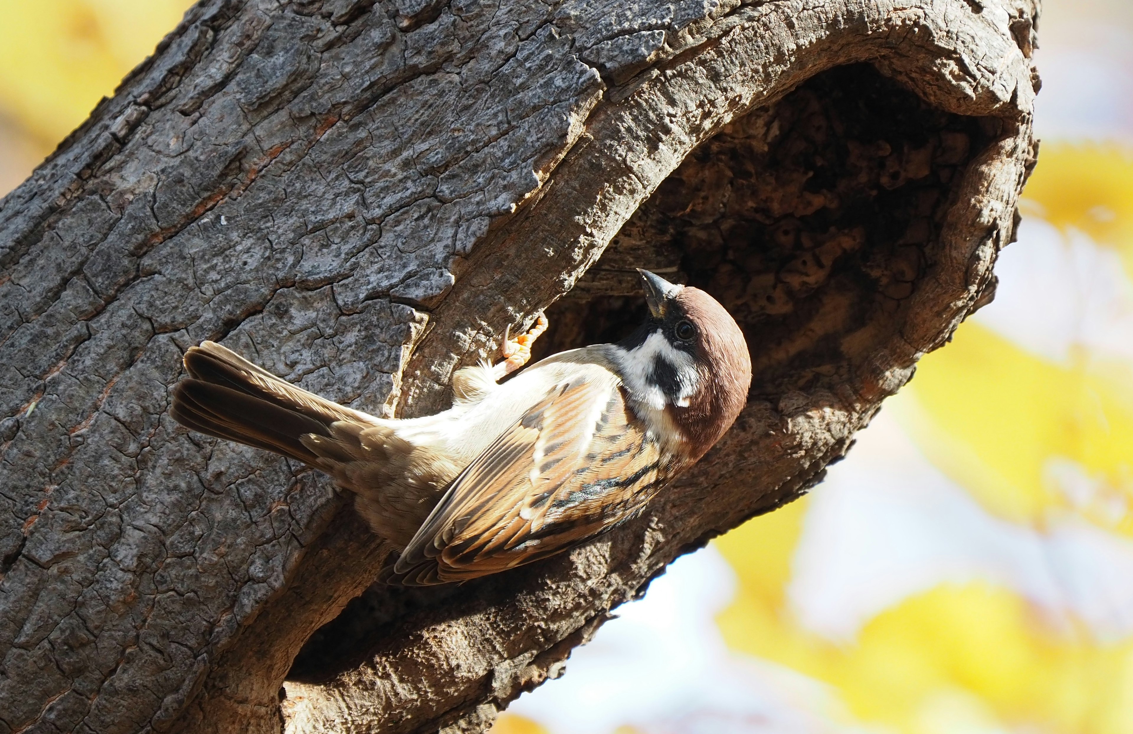 Un pájaro gorrión asomándose de un hueco en un árbol con plumas marrones y cabeza negra