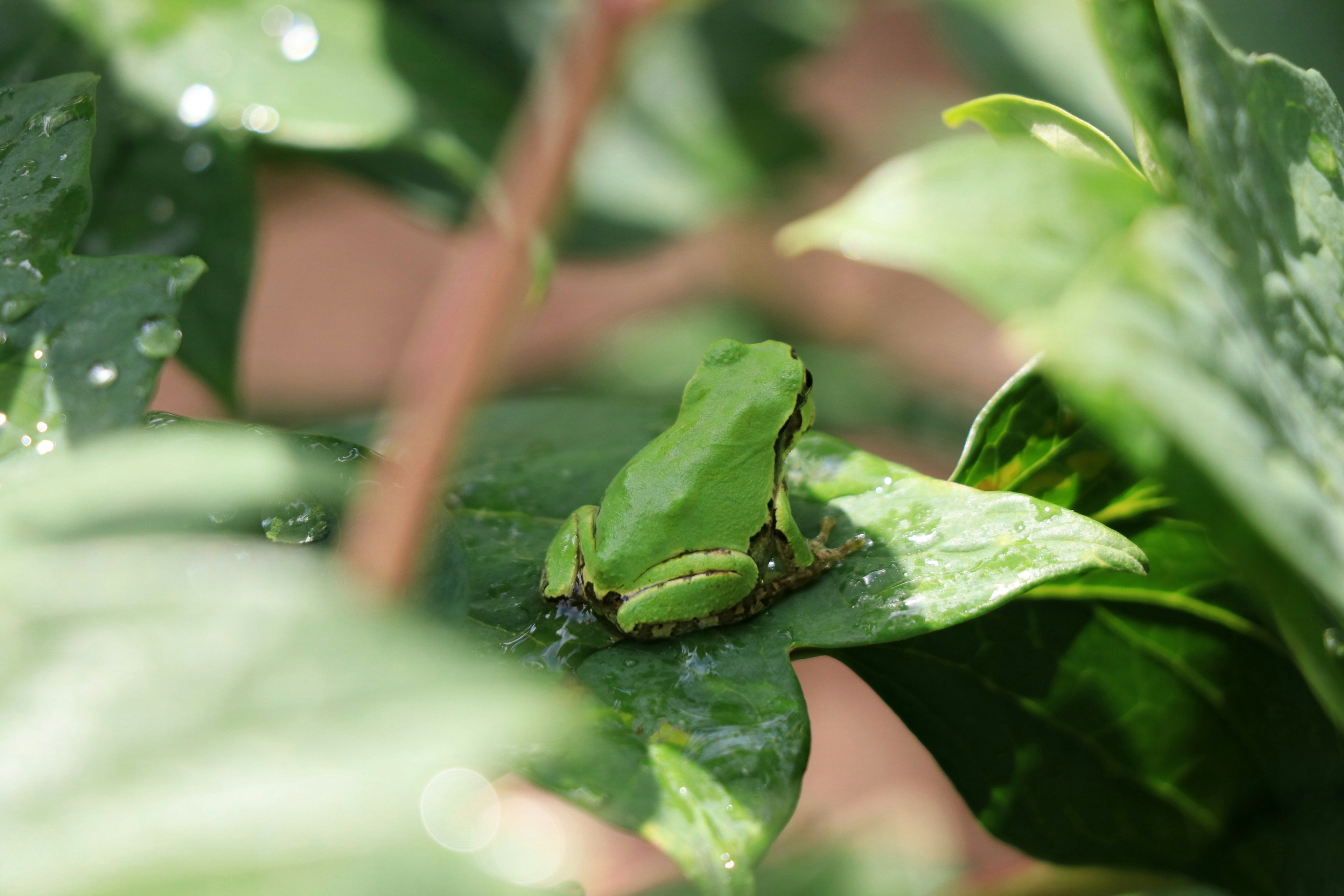 A green frog resting on a leaf in a natural setting