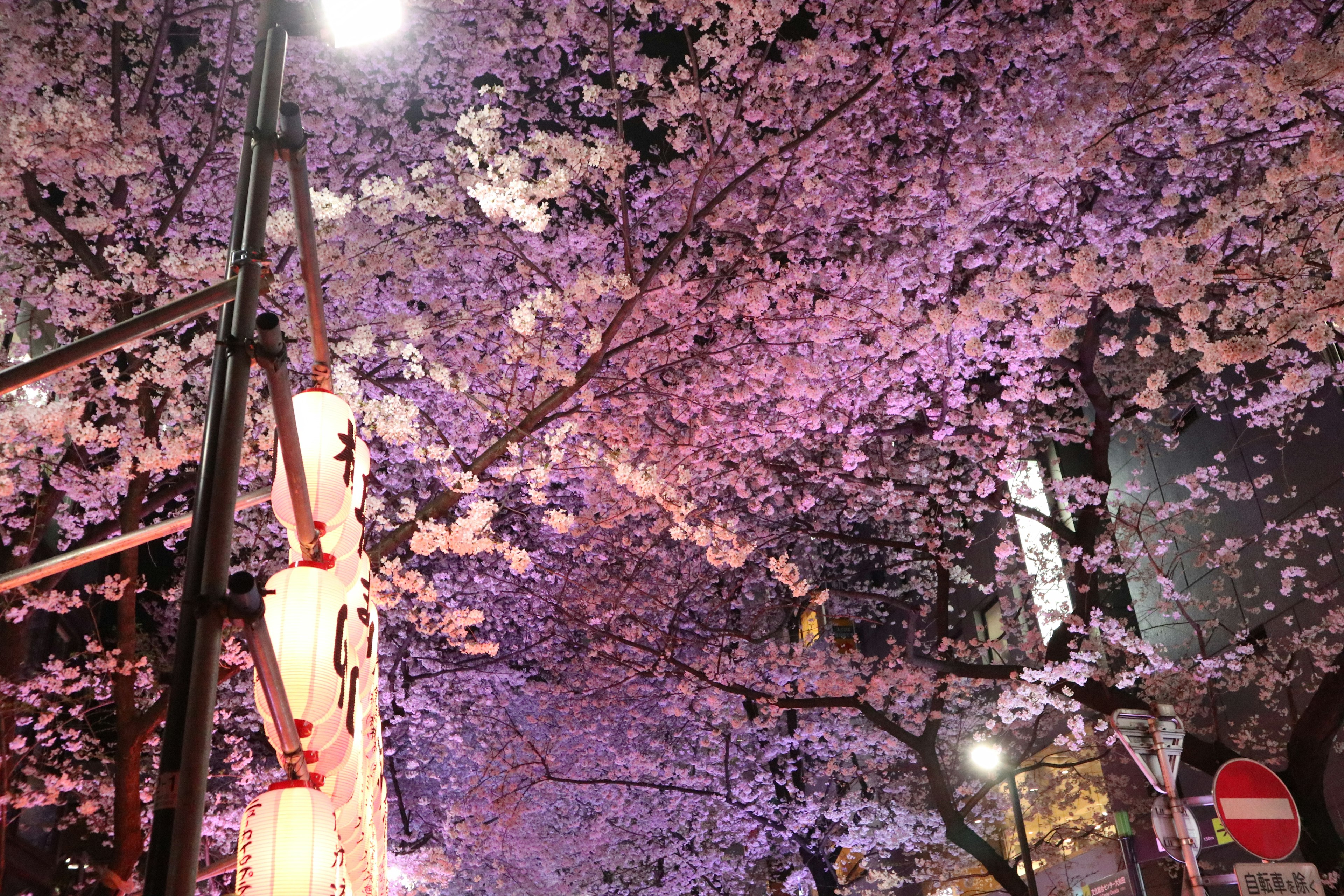 Beautiful scene of cherry blossoms at night with lanterns lining the street