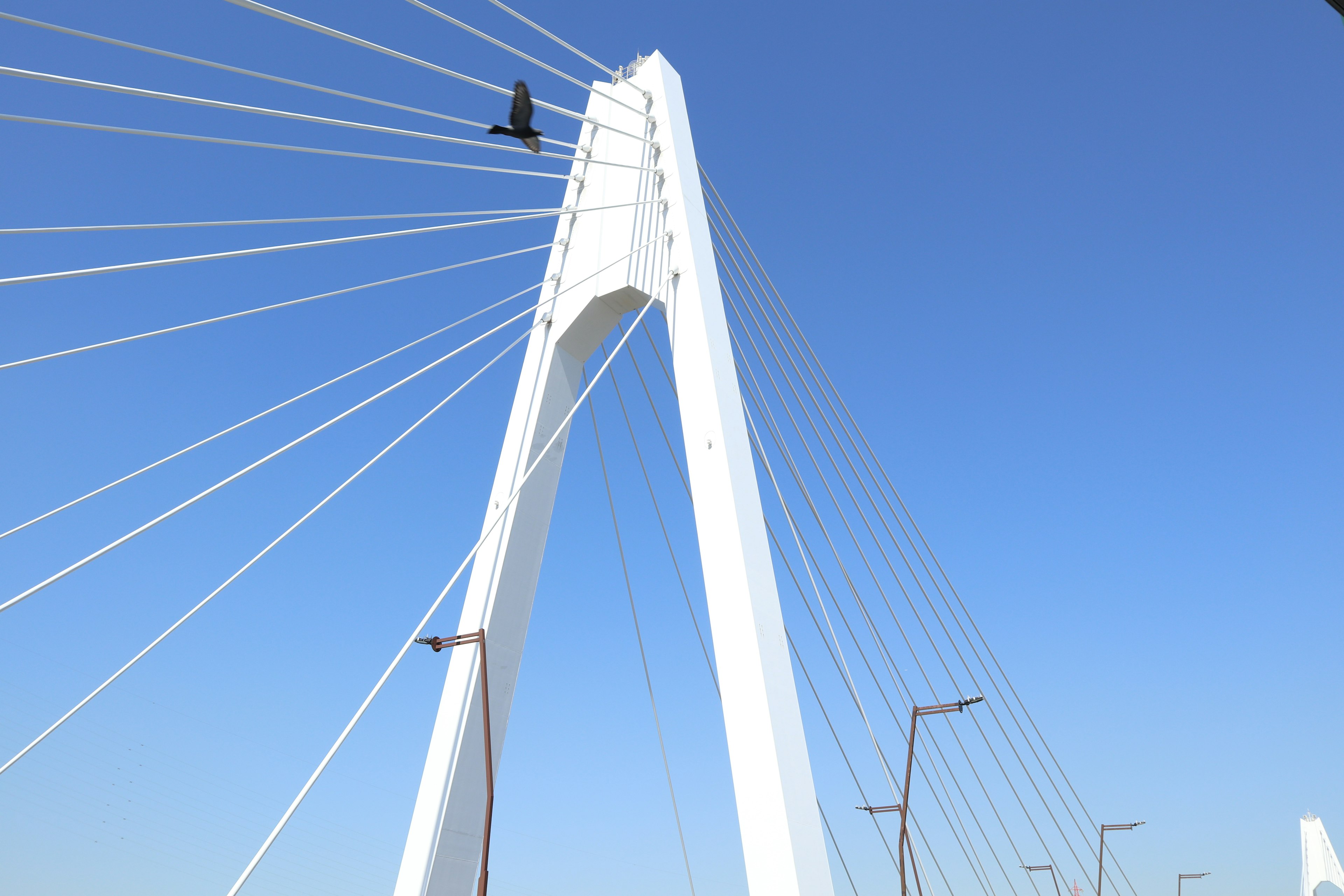 Pont à haubans blanc contre un ciel bleu avec un oiseau volant