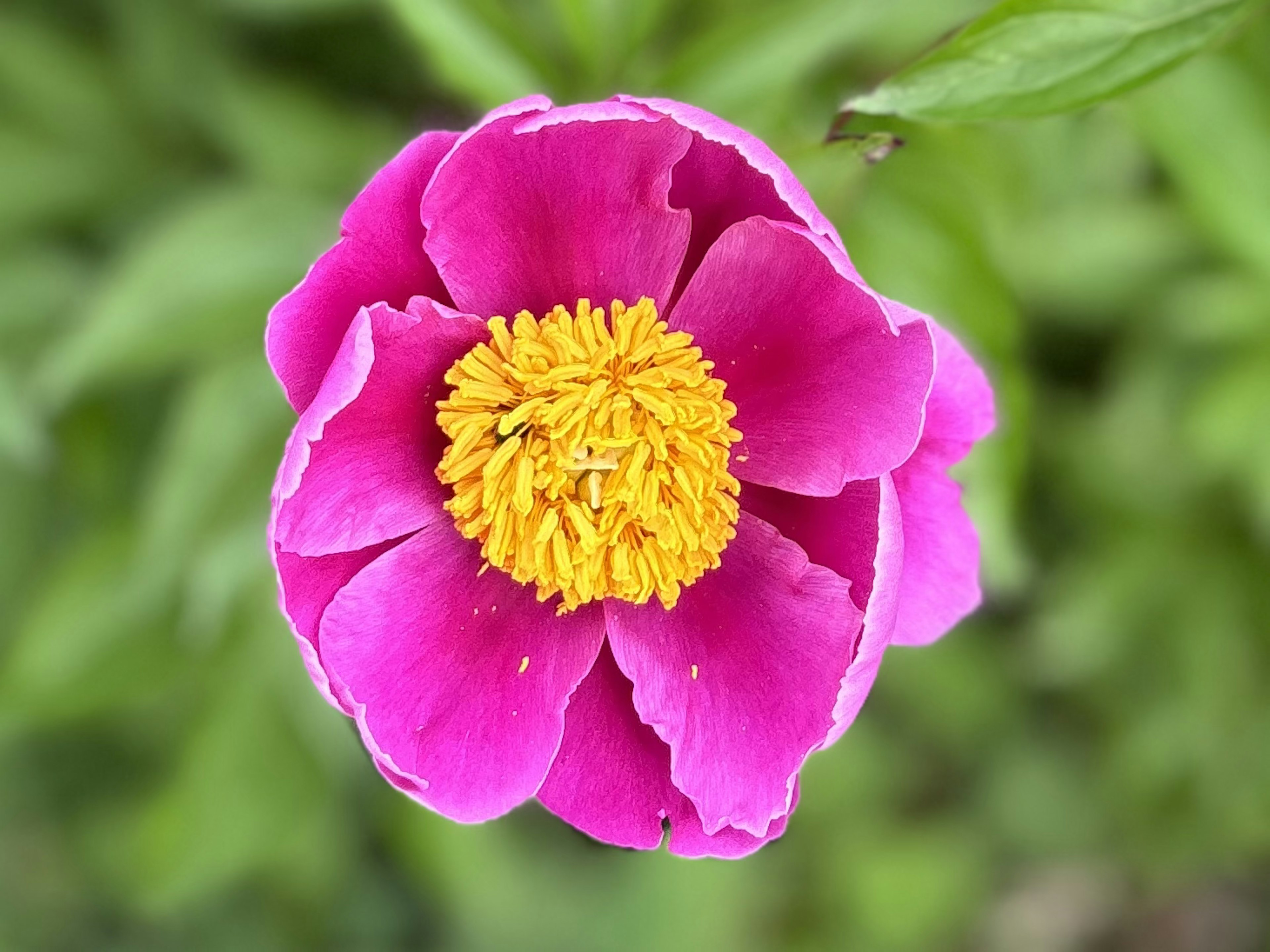 鮮やかなピンク色の花びらと黄色の中心を持つ花