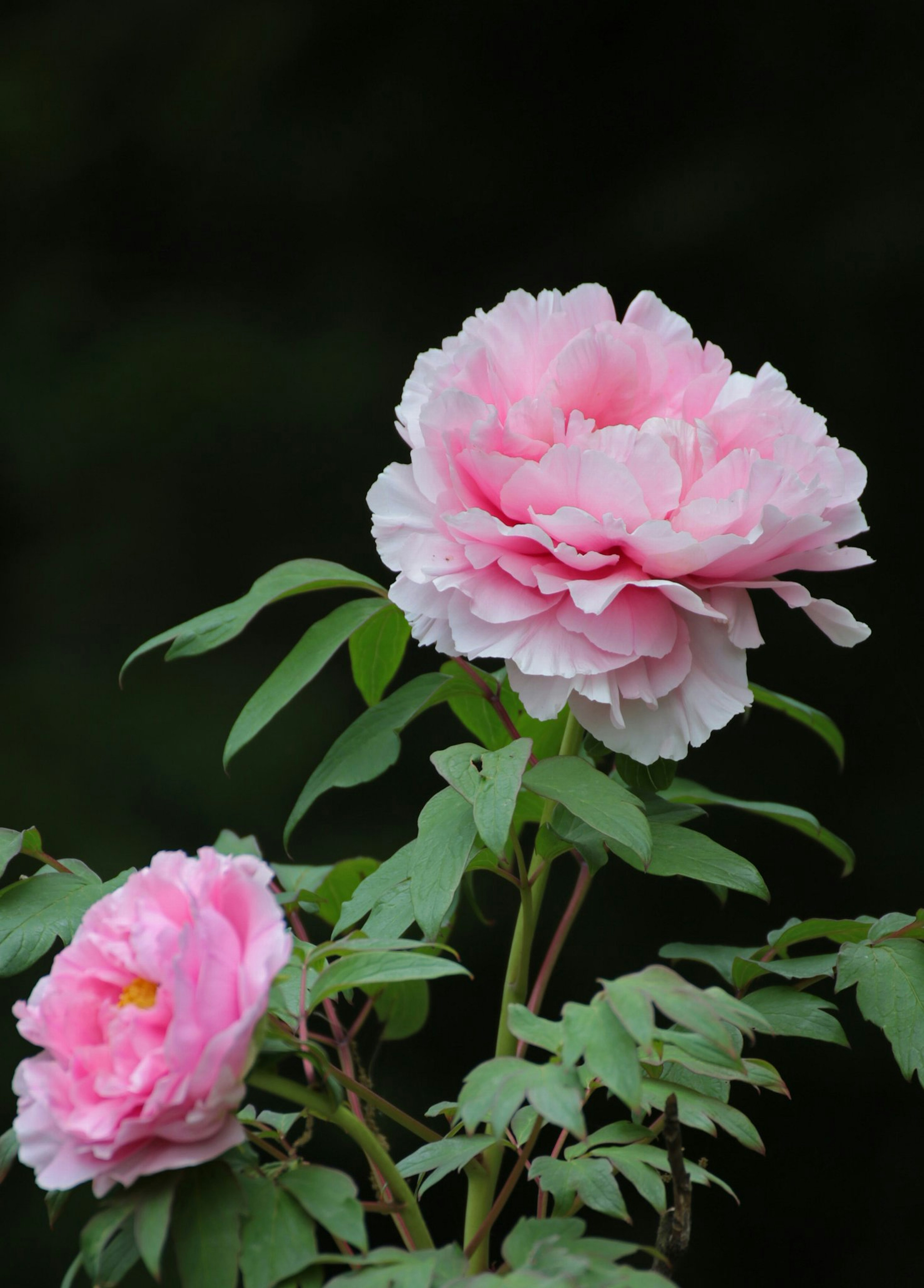 Fleurs de pivoine rose pâle fleurissant parmi des feuilles vertes