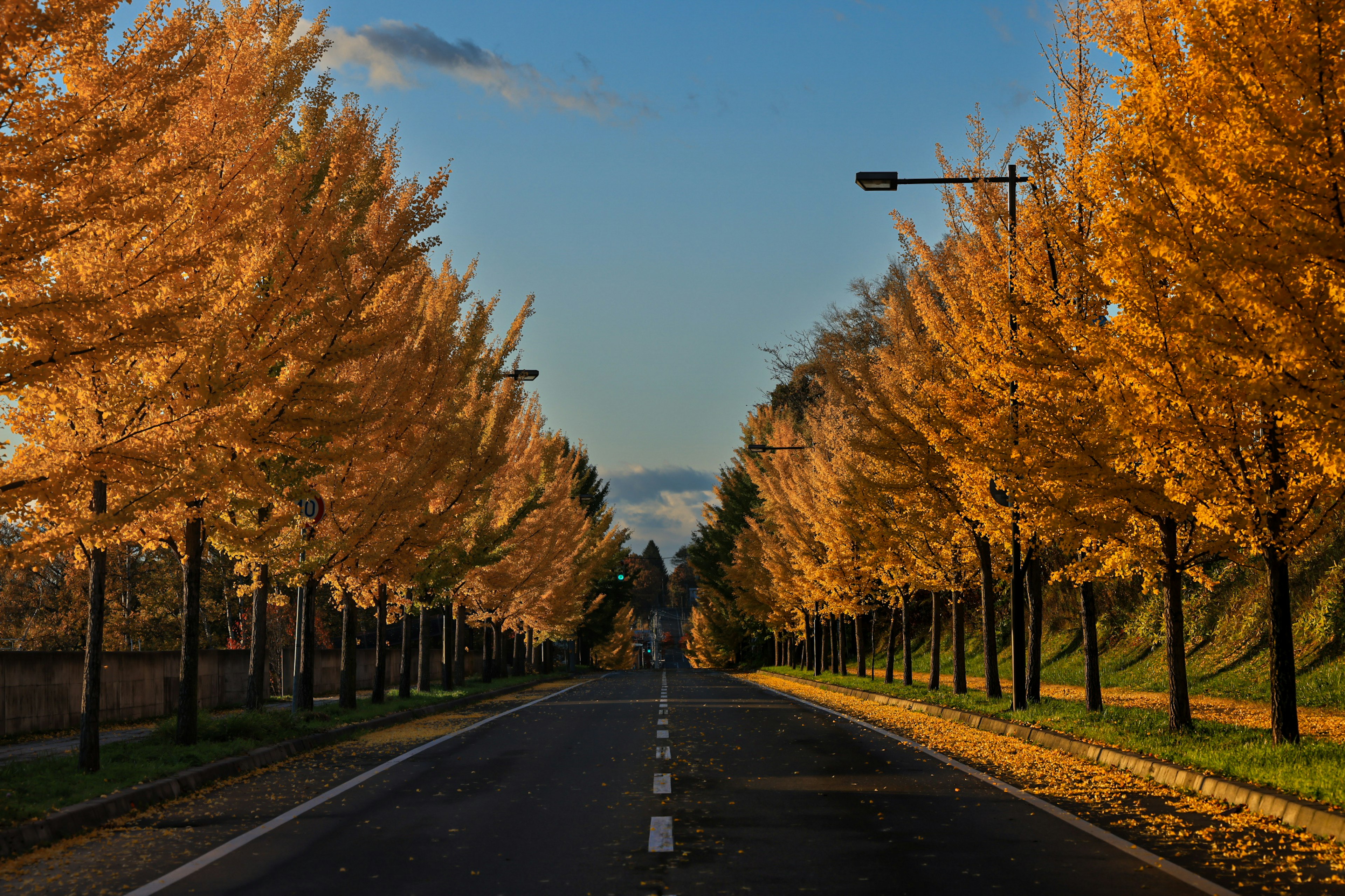 秋の色合いのイチョウの木が並ぶ道路の風景