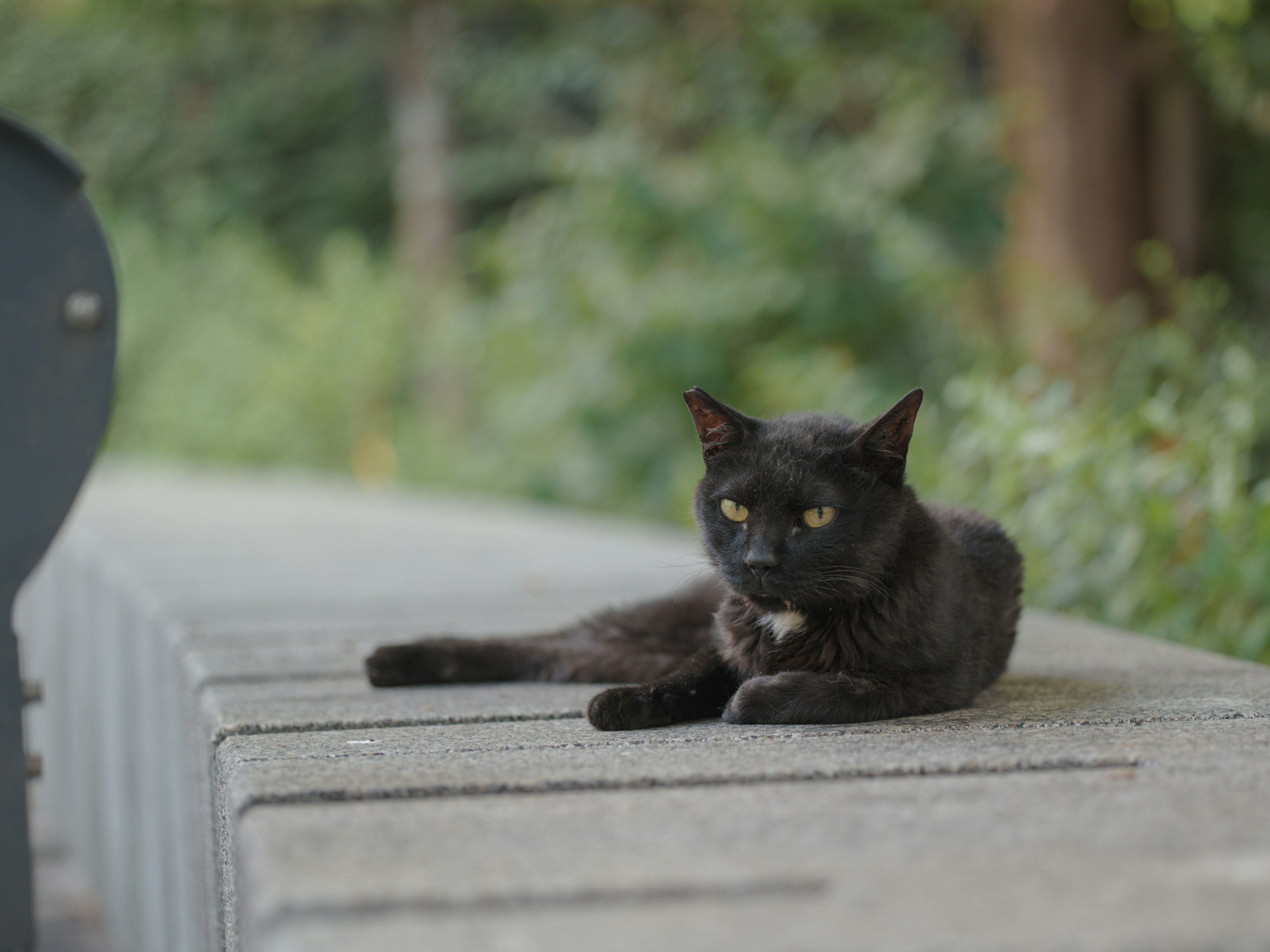 A black cat lounging on a concrete bench with green plants in the background