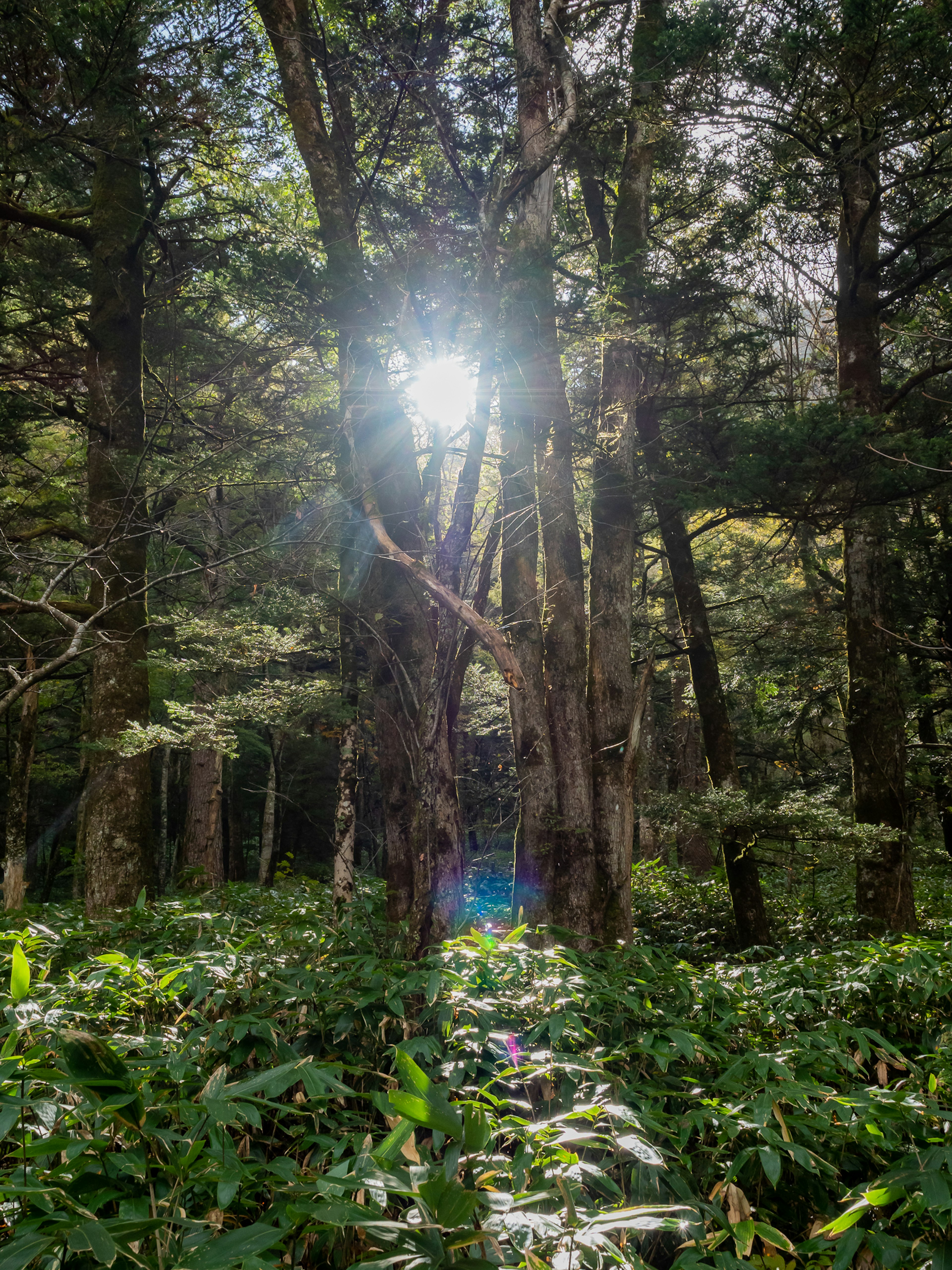 Sonnenlicht, das durch Bäume in einem üppigen Wald fällt