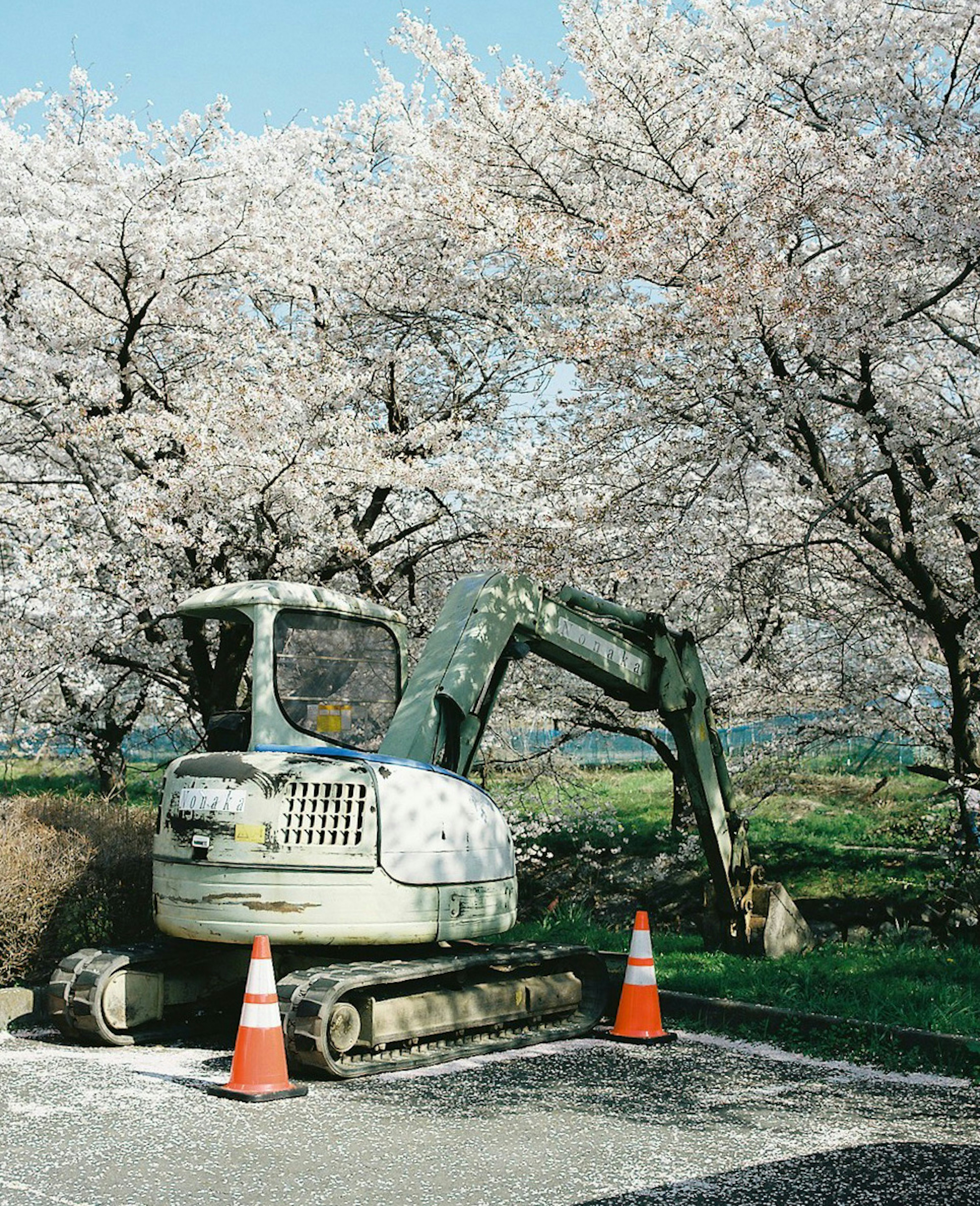 桜の木の下にある工事用の掘削機とオレンジのコーン