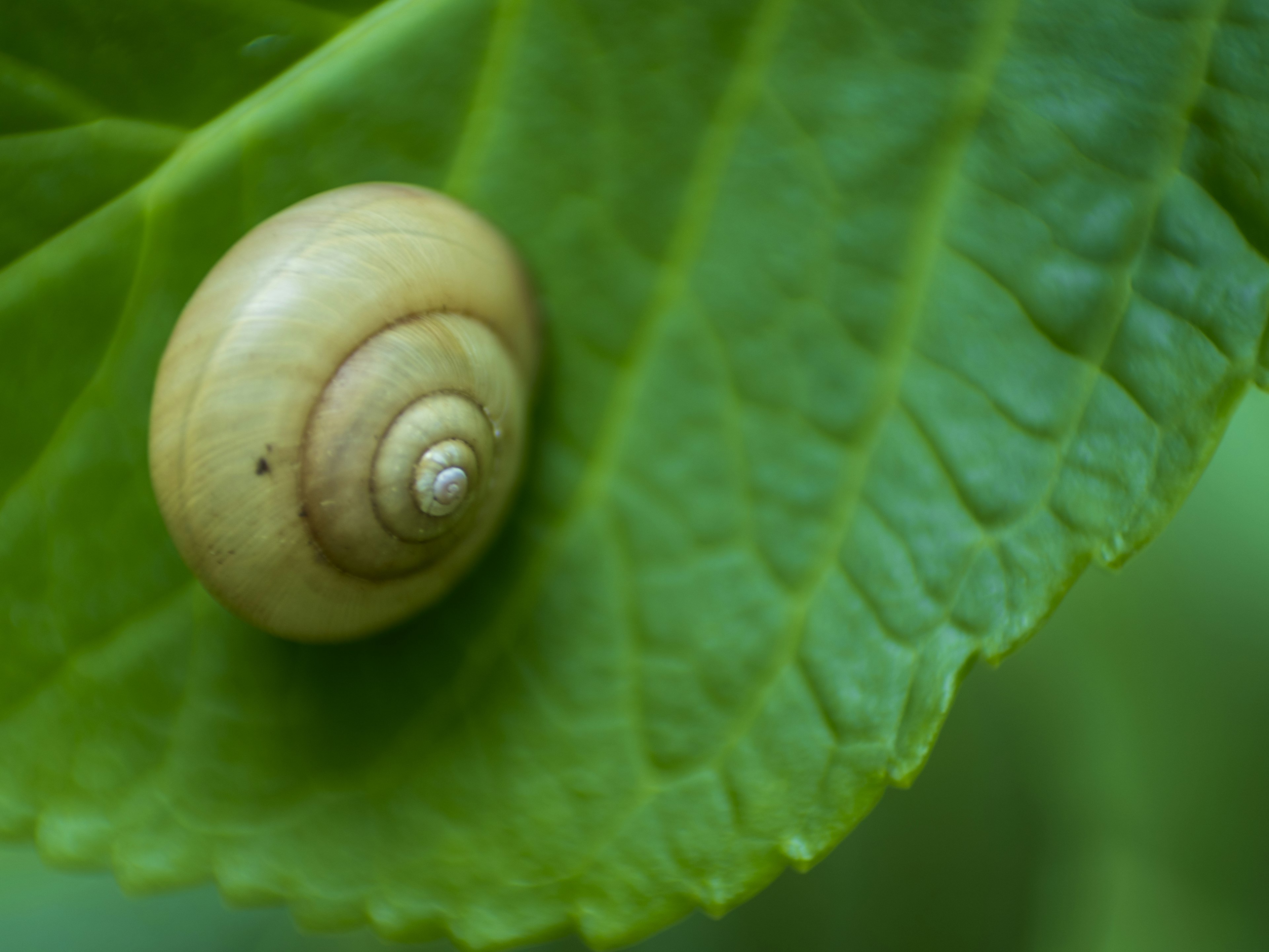 Eine kleine Schnecke auf einem grünen Blatt