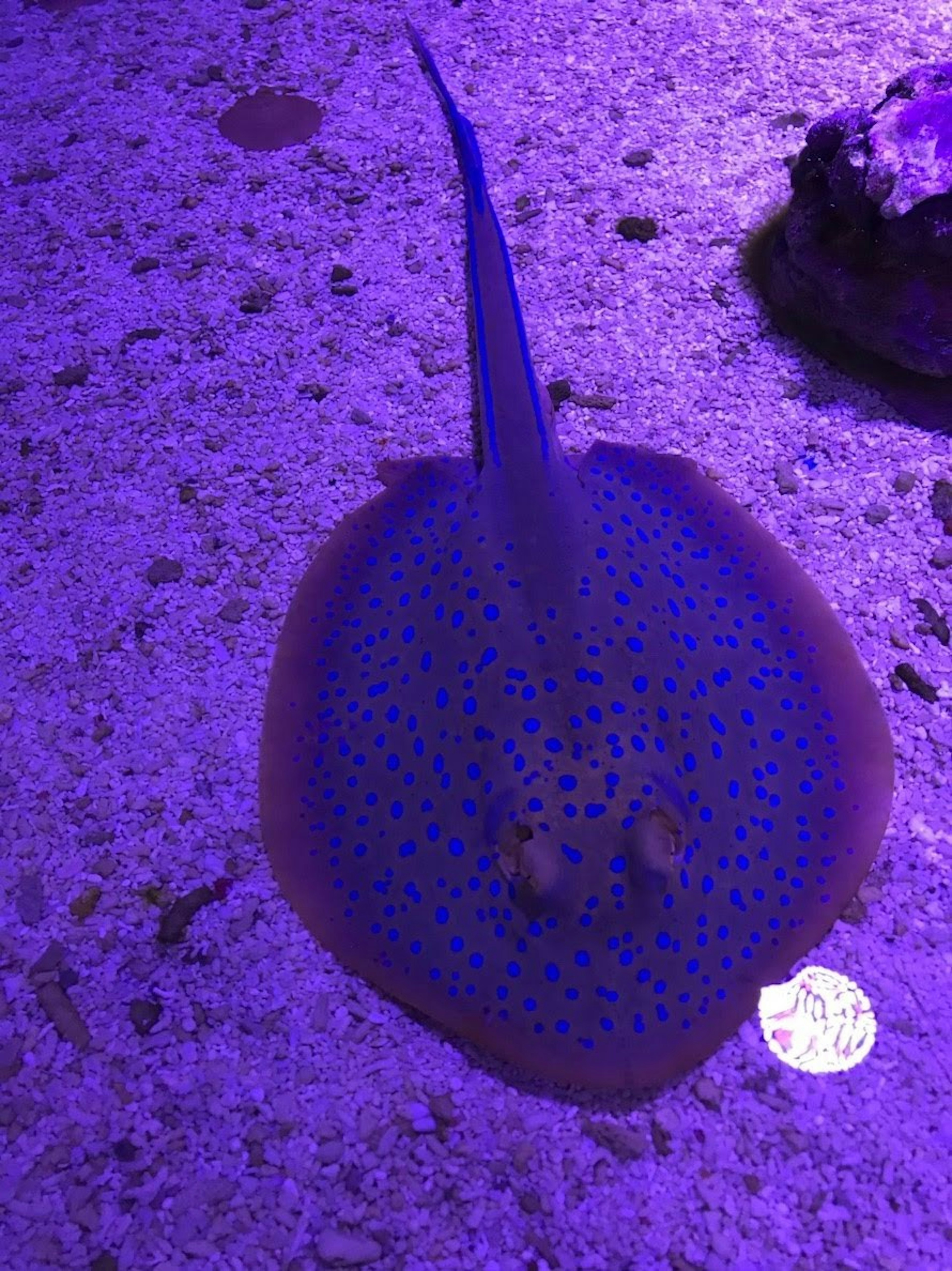 Raya manchada en un acuario iluminado de púrpura