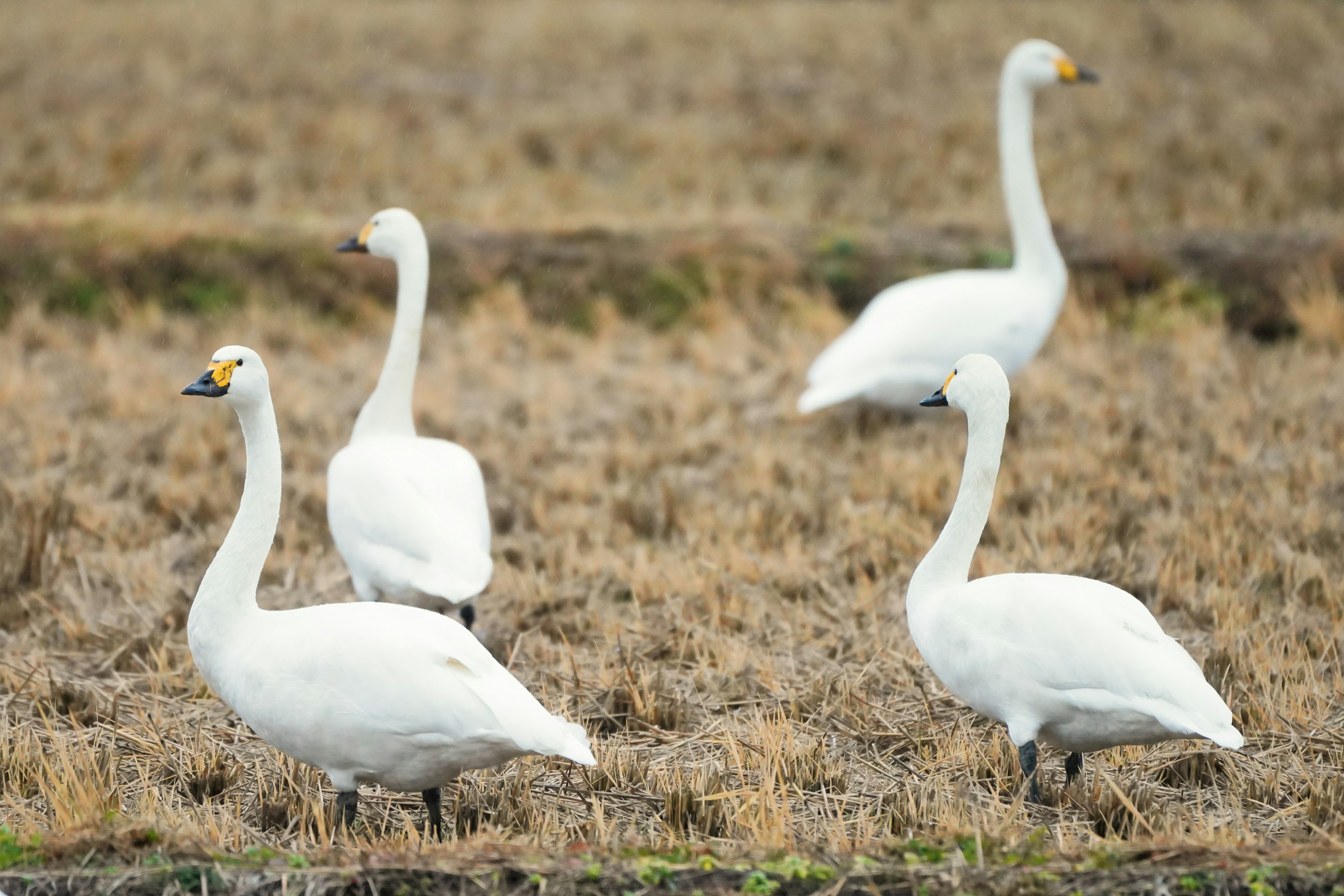 Cisnes de pie en un campo de arroz