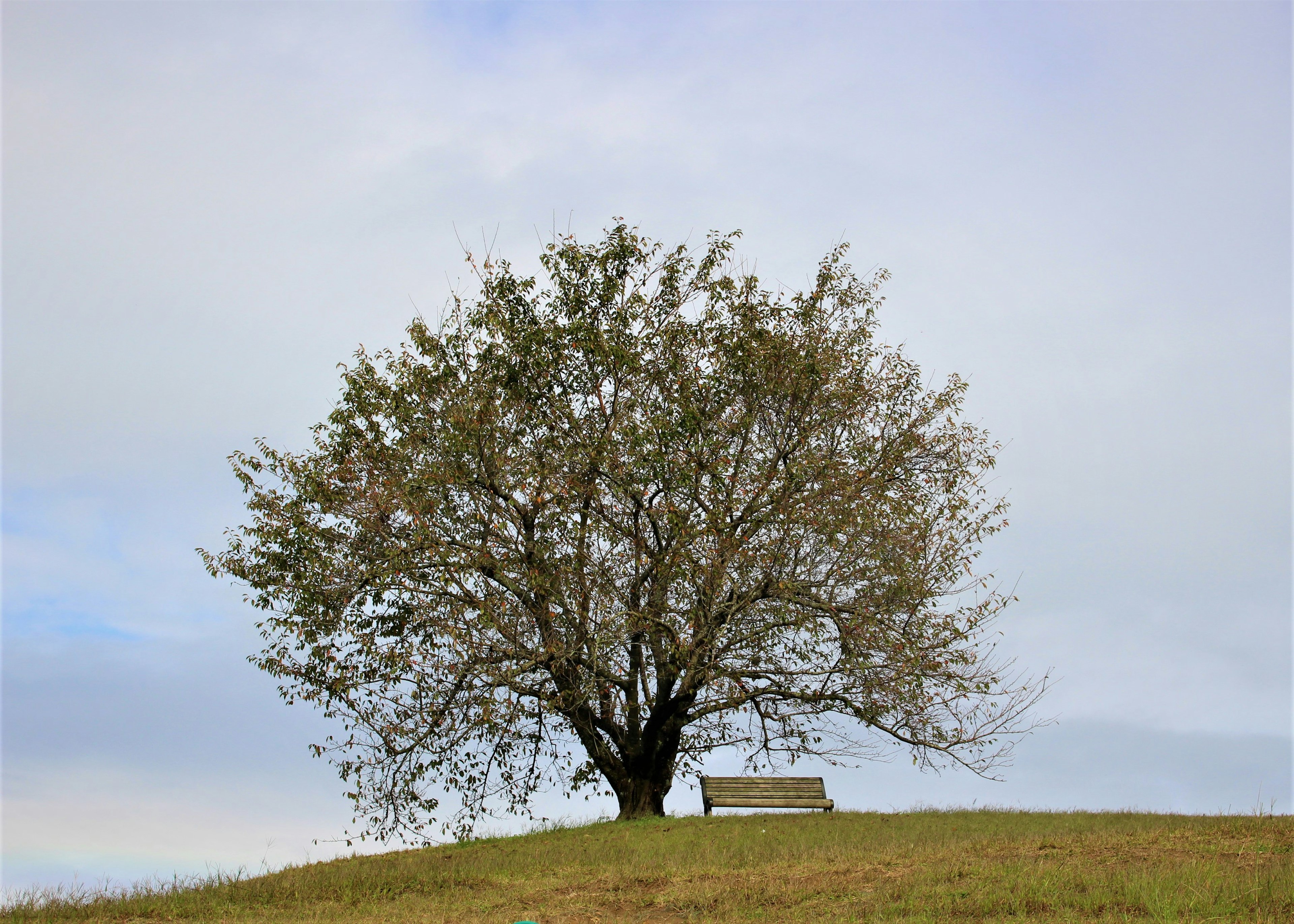 Un grande albero su una collina verde con una panchina sotto