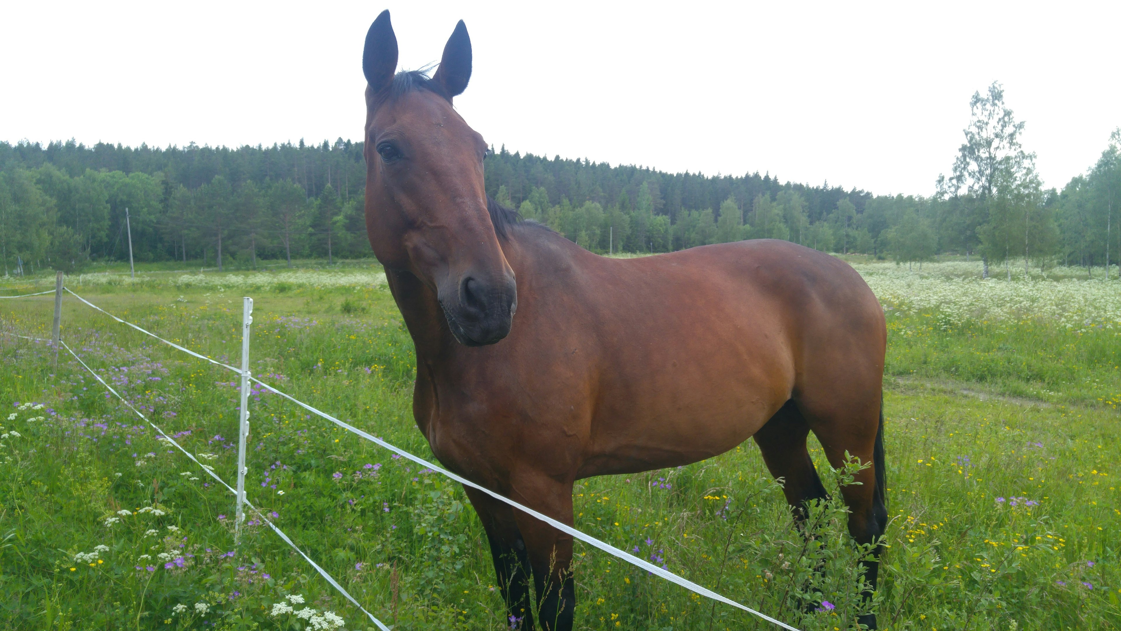 Brown horse standing near a fence in a grassy field