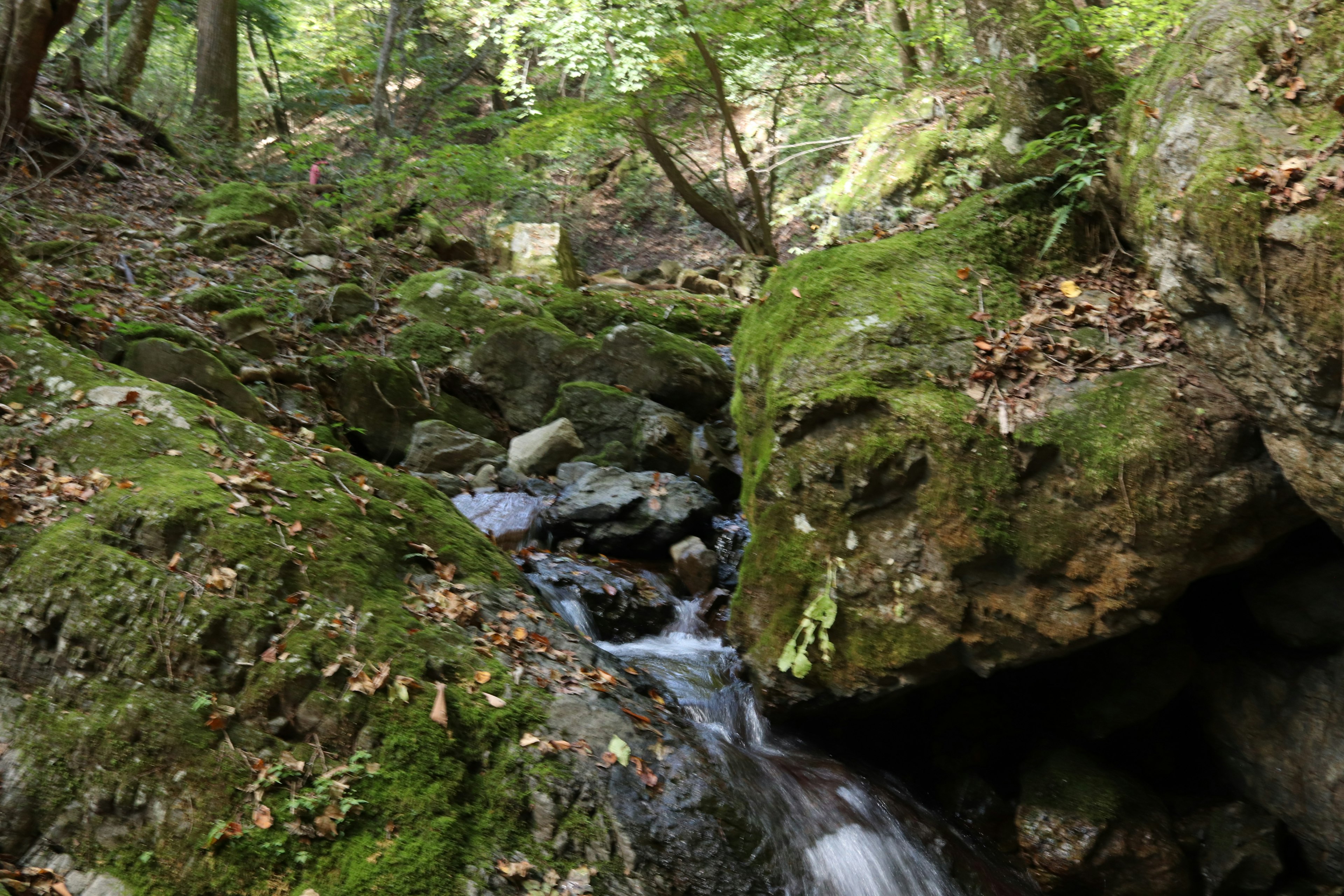 Natural landscape featuring a stream flowing over mossy rocks