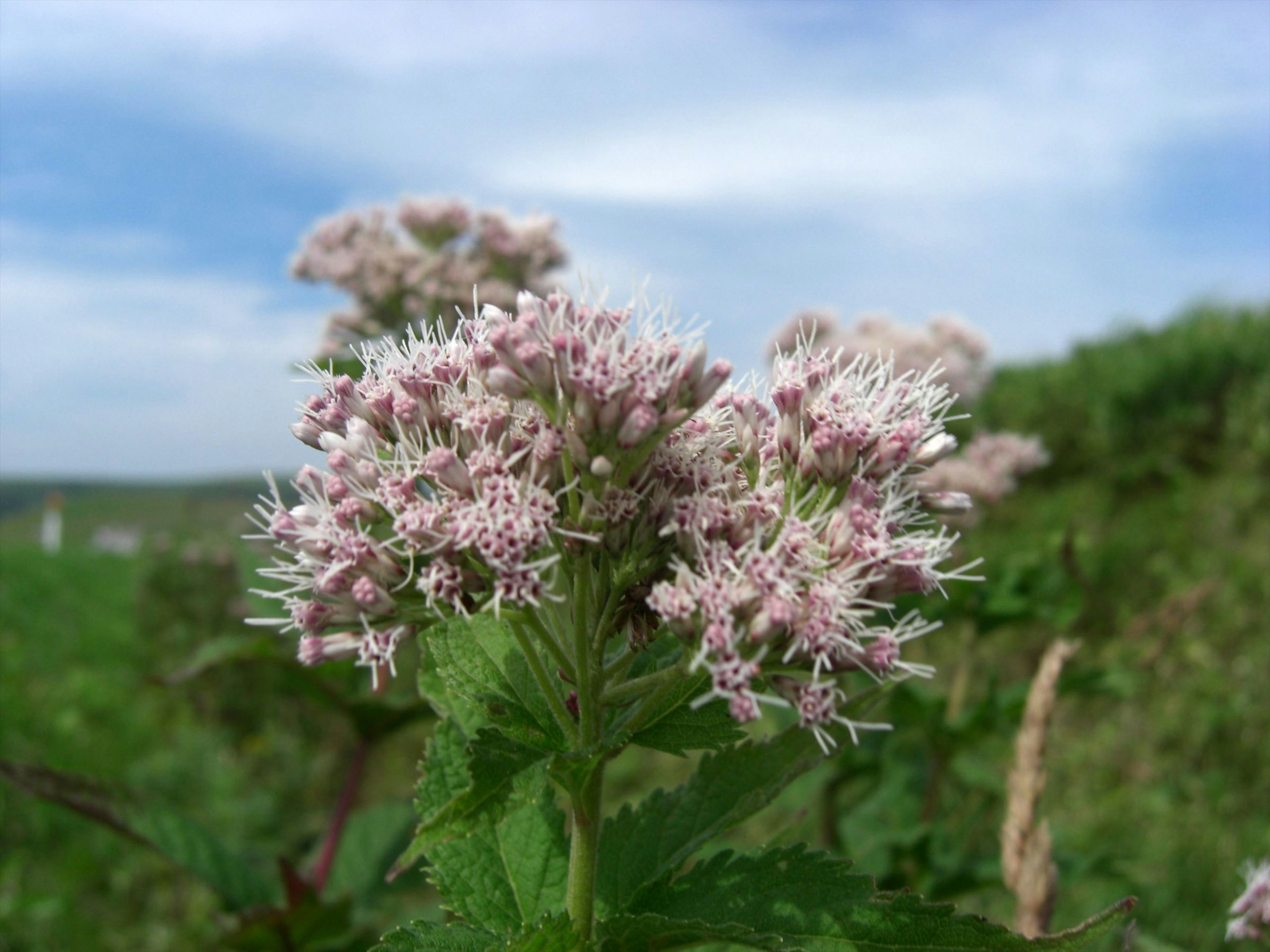 Gros plan d'une plante avec des fleurs violet clair sur fond de ciel bleu