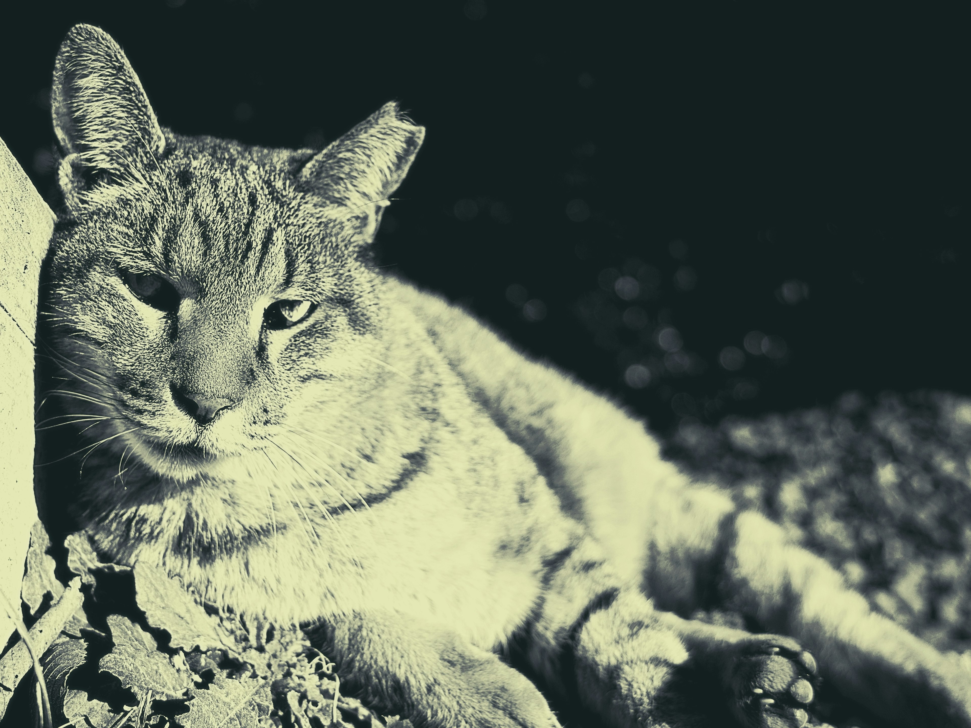 Primer plano de un gato salvaje relajado descansando en un entorno monocromático