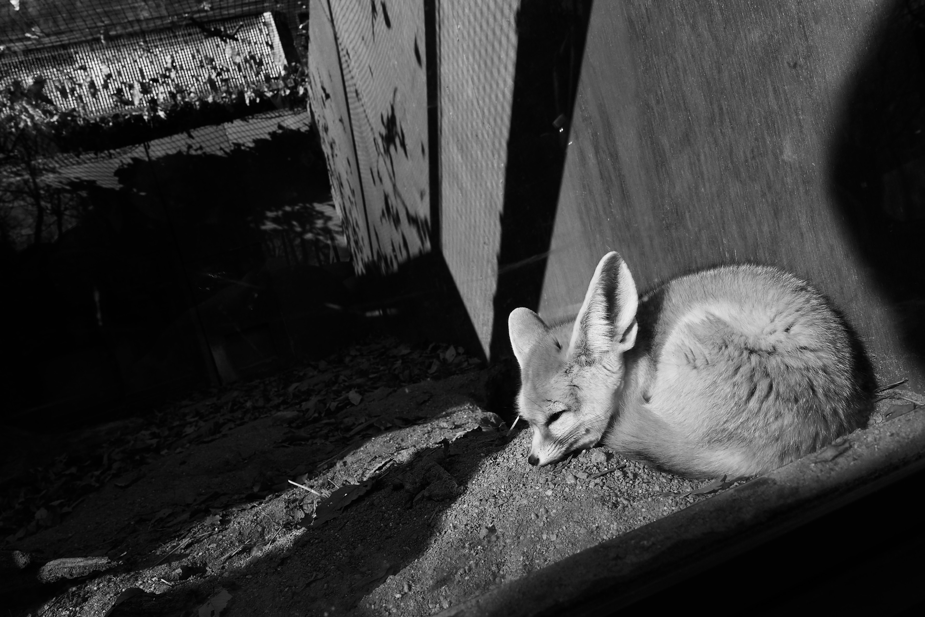 Un zorro feneco durmiendo acurrucado sobre la arena en blanco y negro