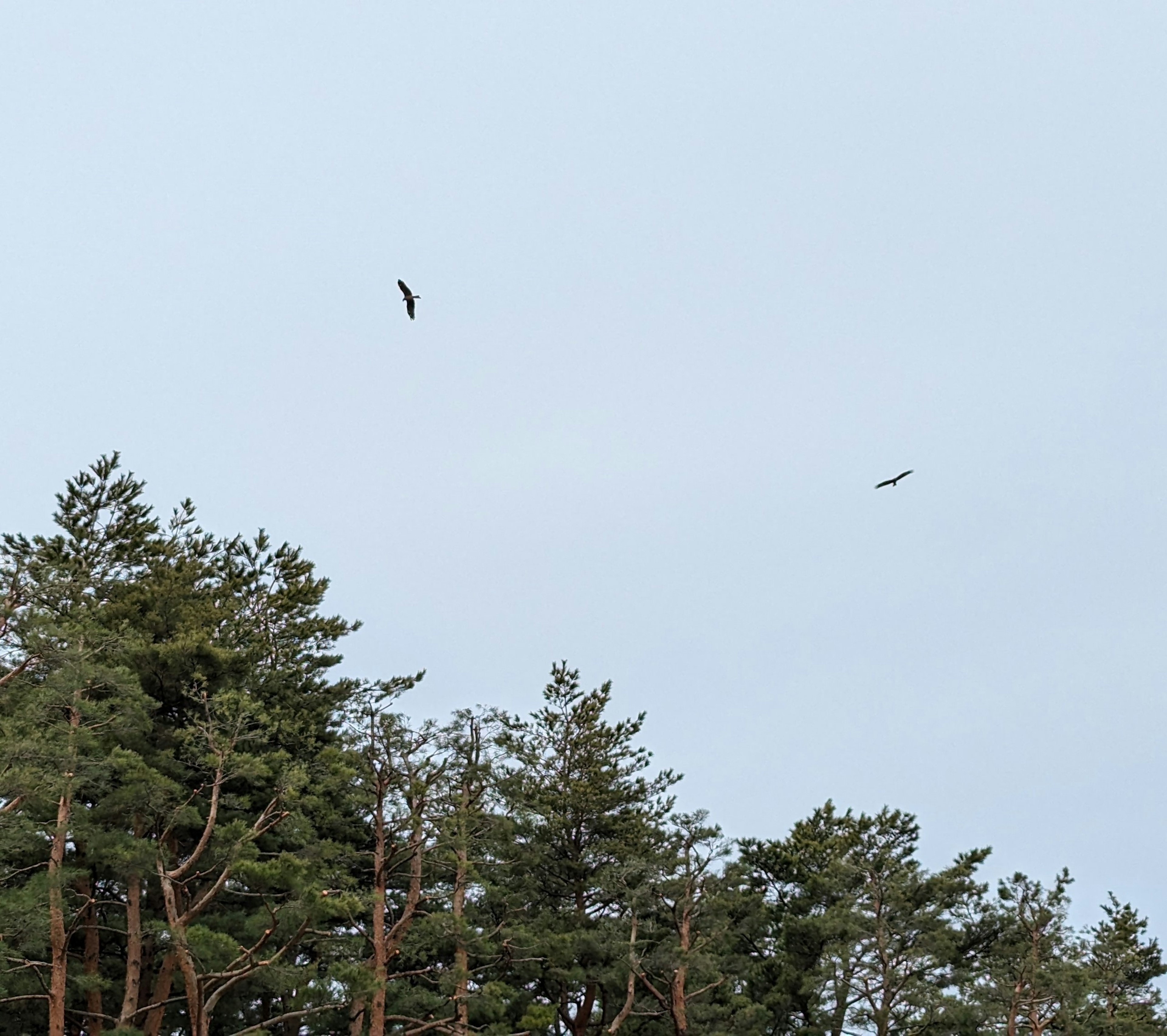 青空に飛ぶ2羽の鳥と緑の木々のシルエット