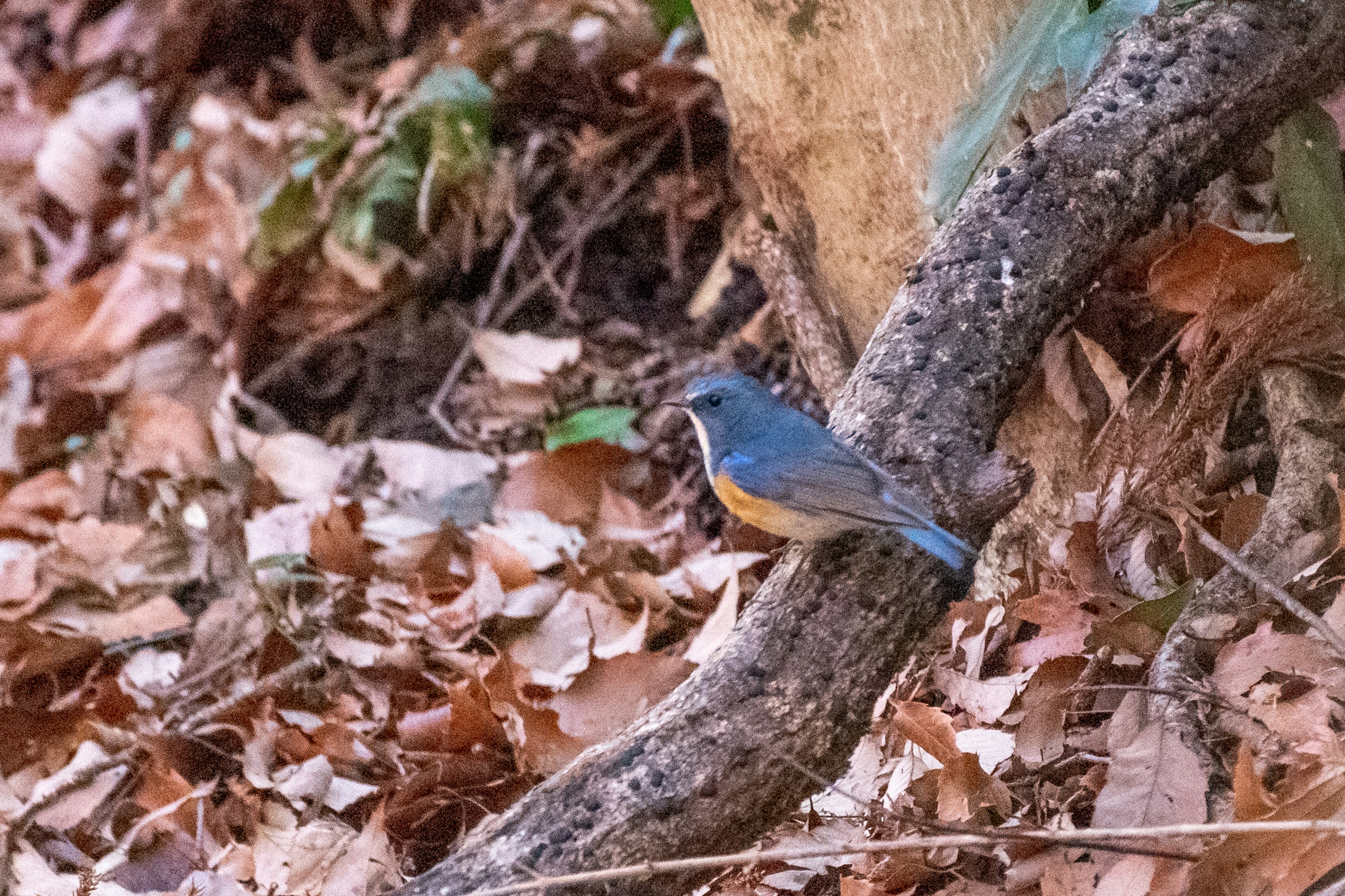 青い鳥が落ち葉の上にいる森の風景