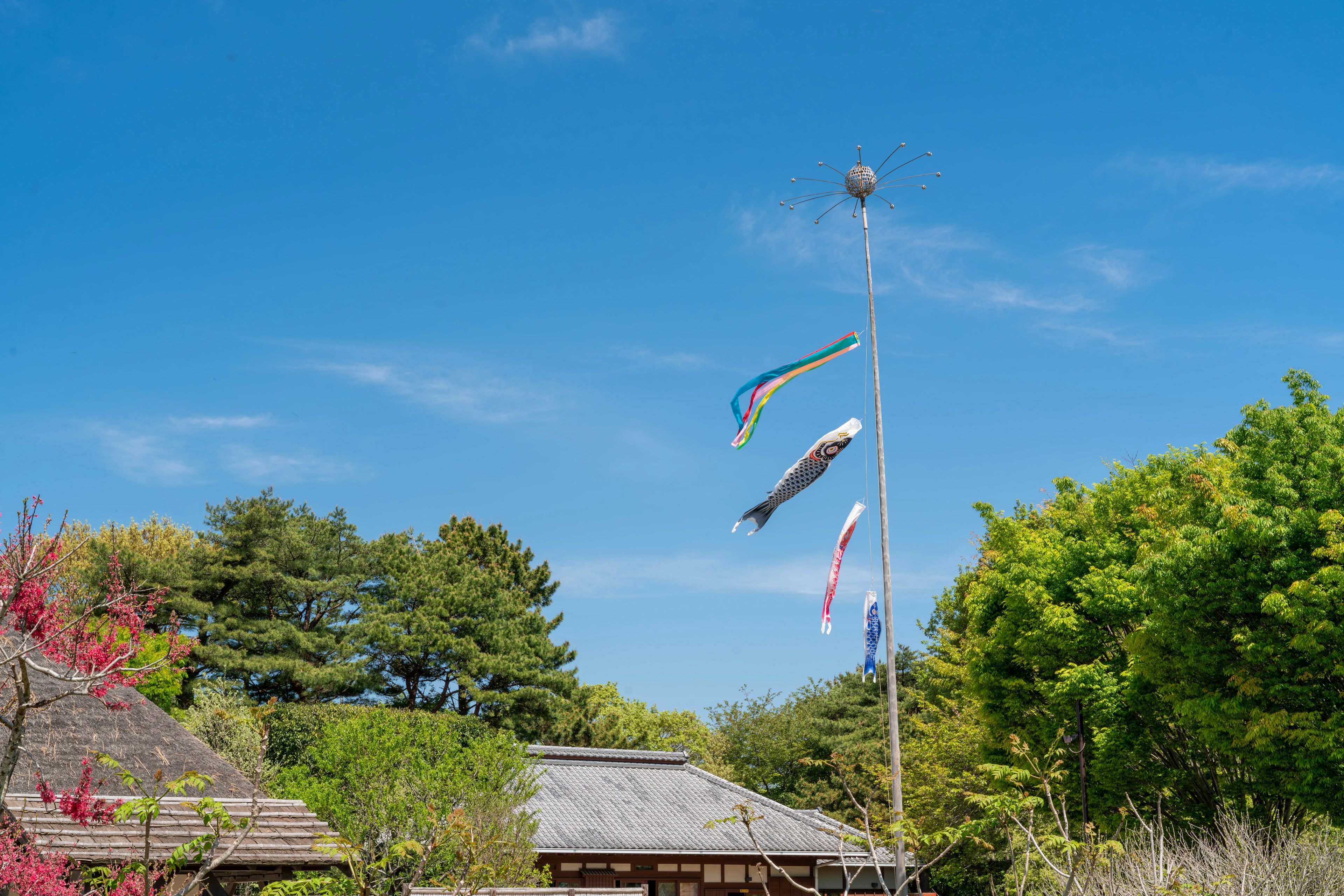 Carp streamers flying under a blue sky with greenery