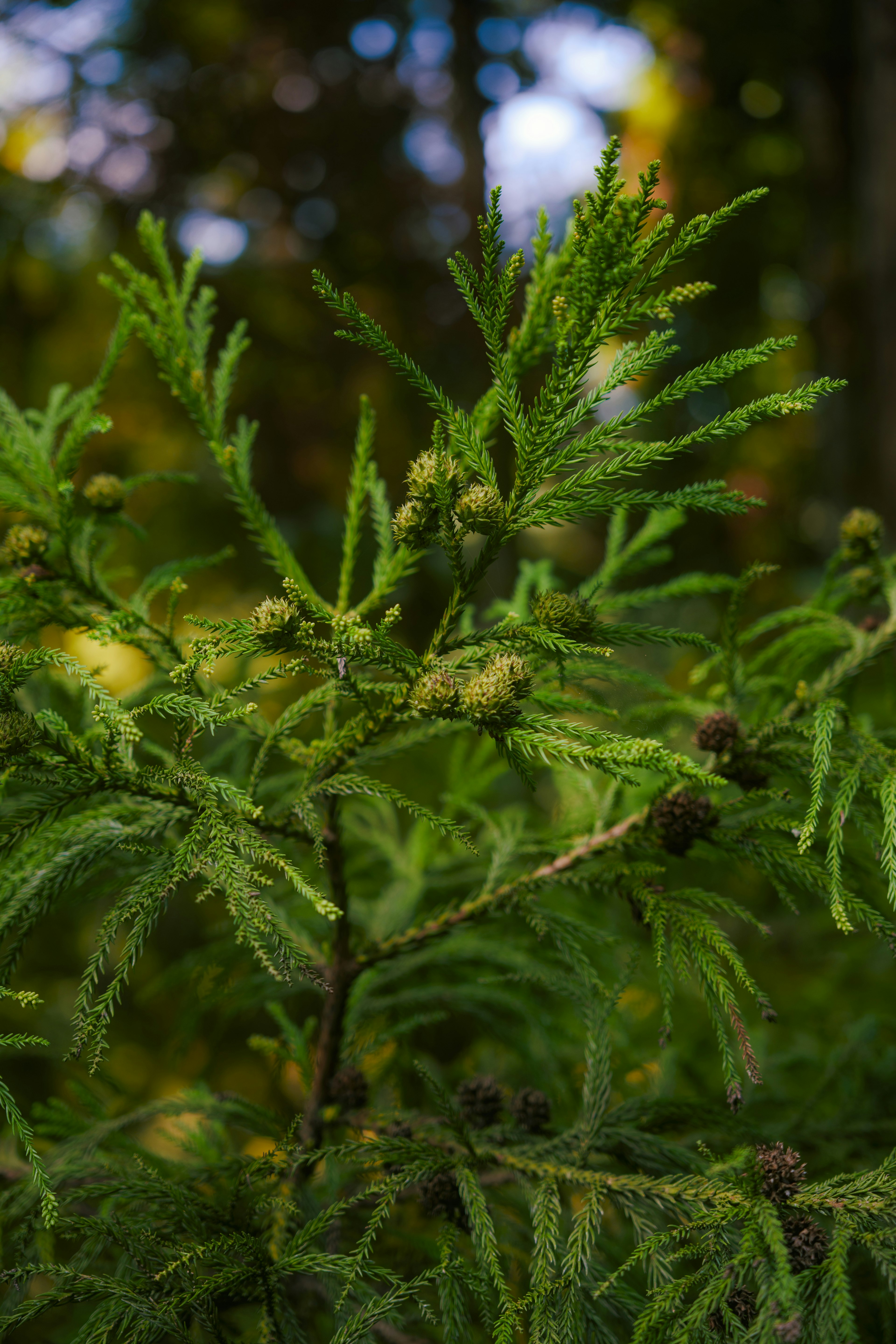 Rama de un árbol de hojas verdes con pequeños brotes redondos