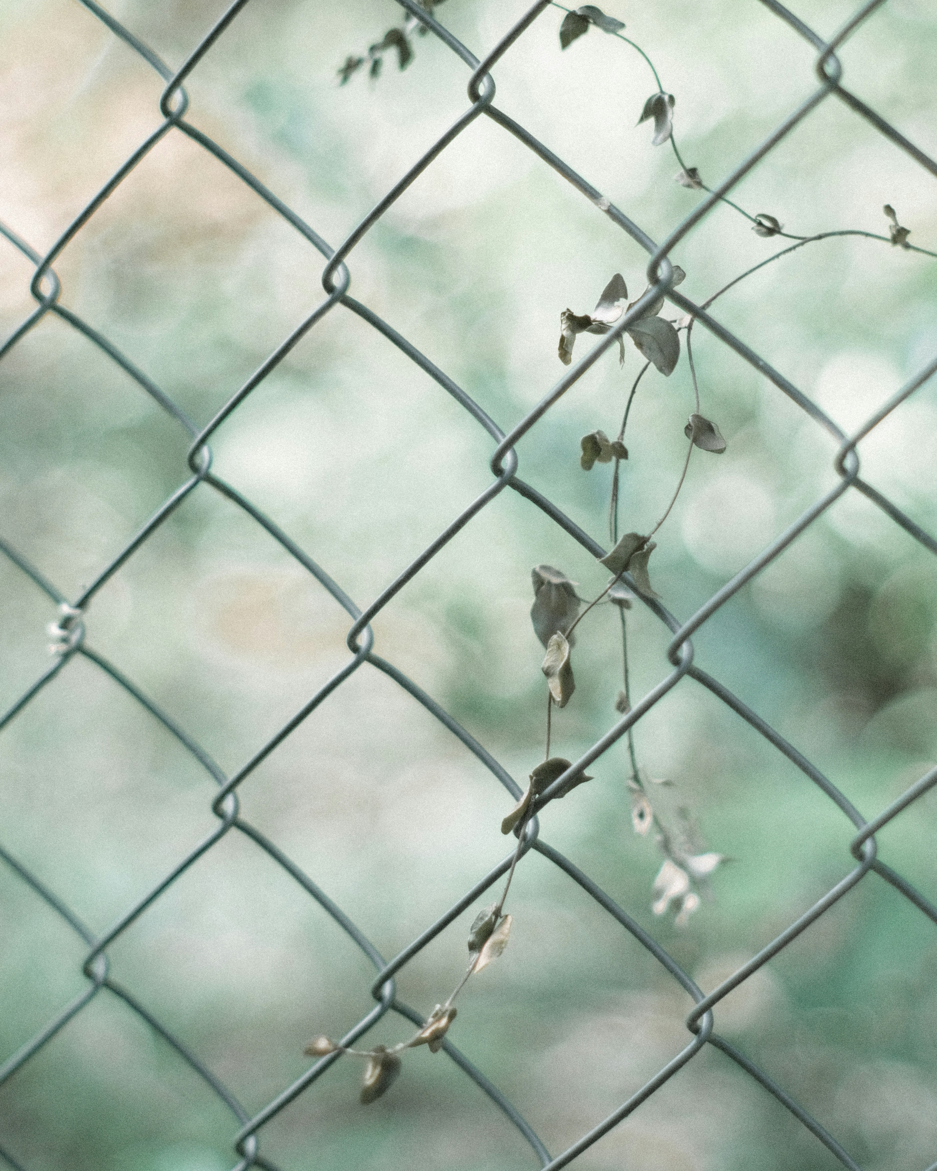 Vines gently climbing a chain-link fence with a soft green background