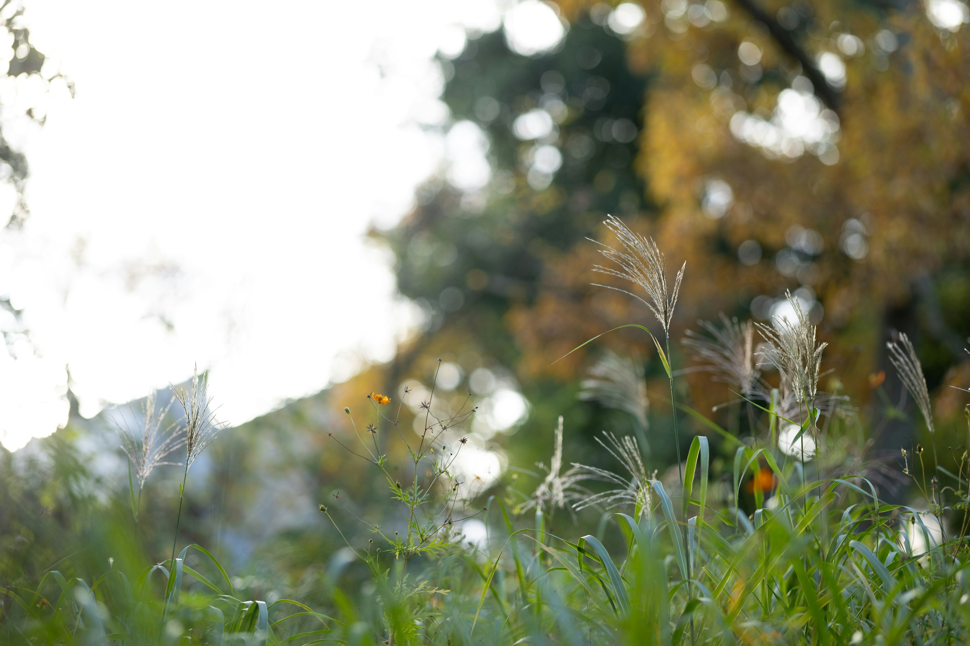 Tall grass swaying in the autumn breeze with soft light