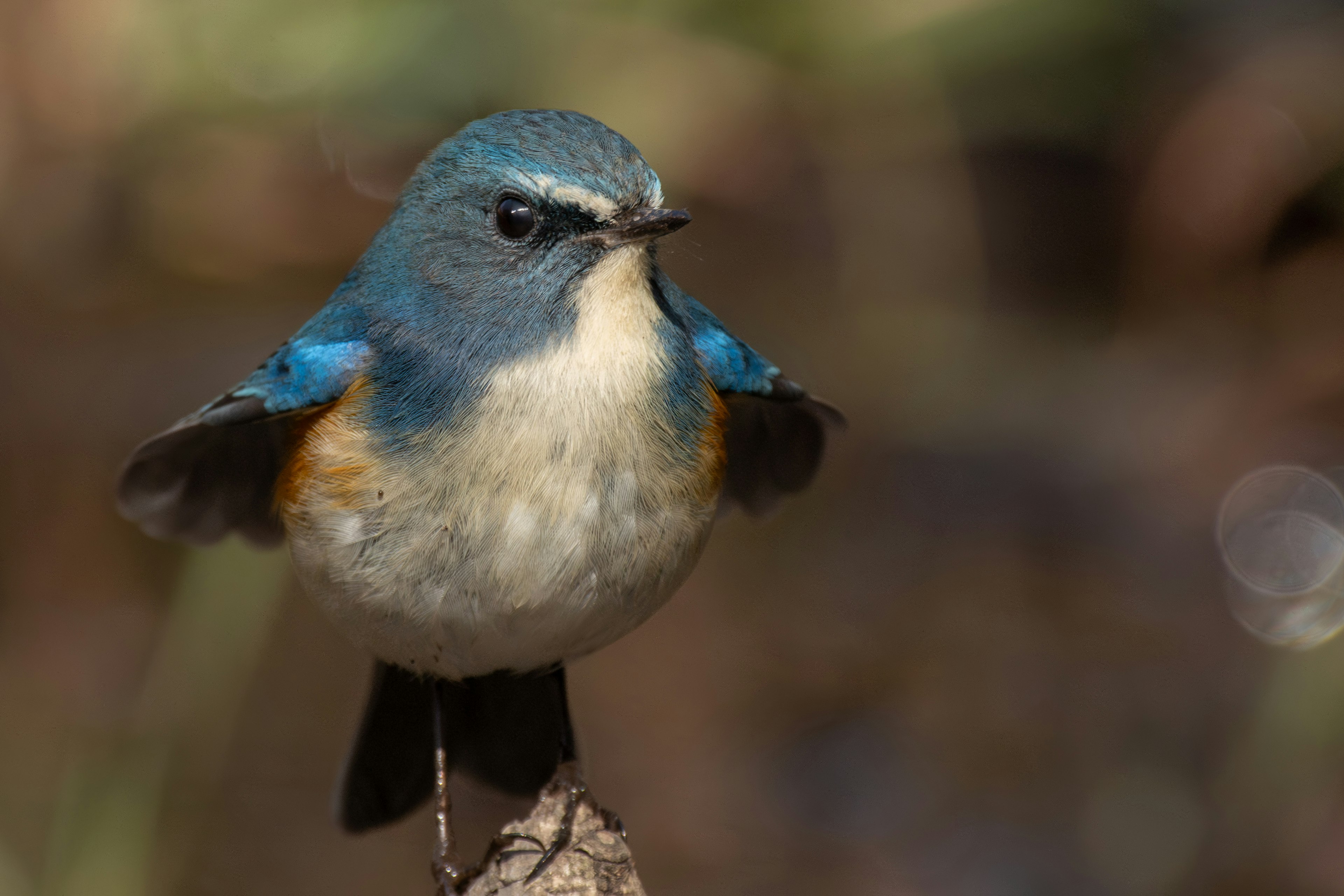 Ein kleiner Vogel mit blauen Federn, der auf einem Ast sitzt