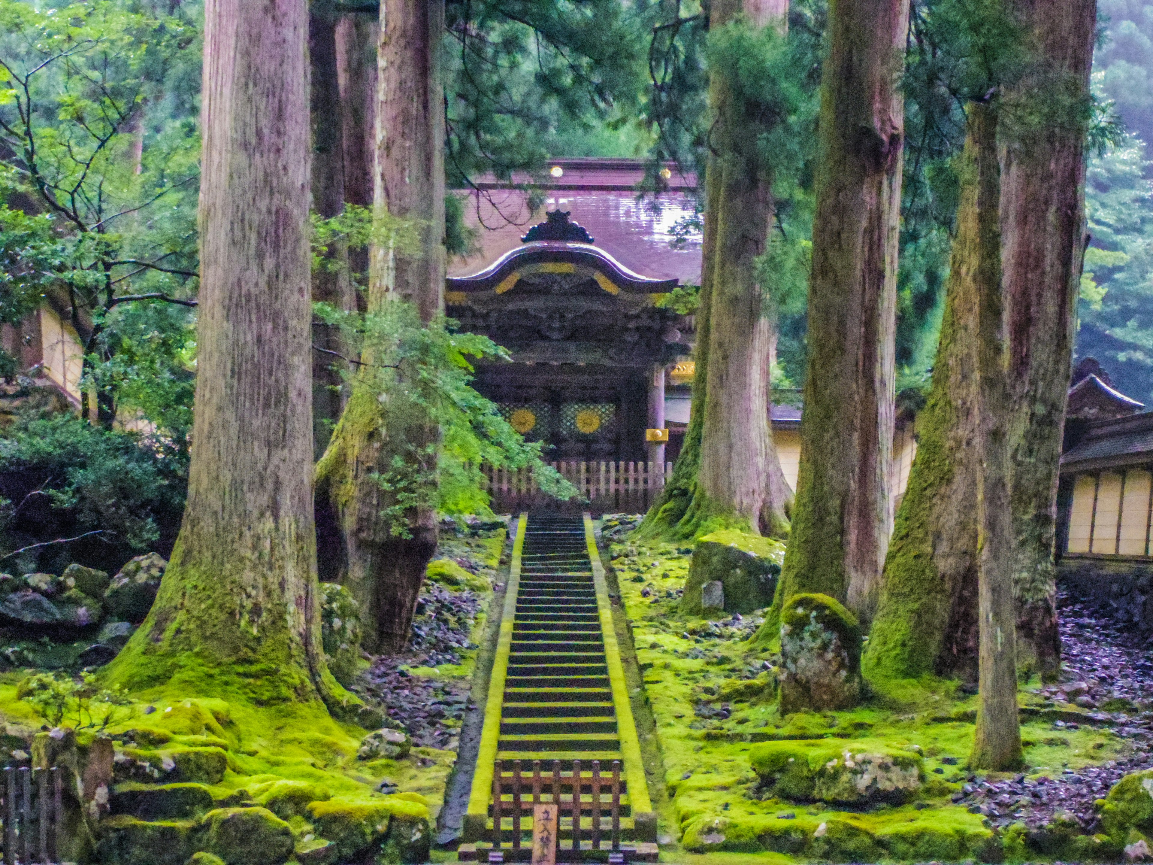 被苔藓覆盖的阶梯和高大树木环绕的神社入口