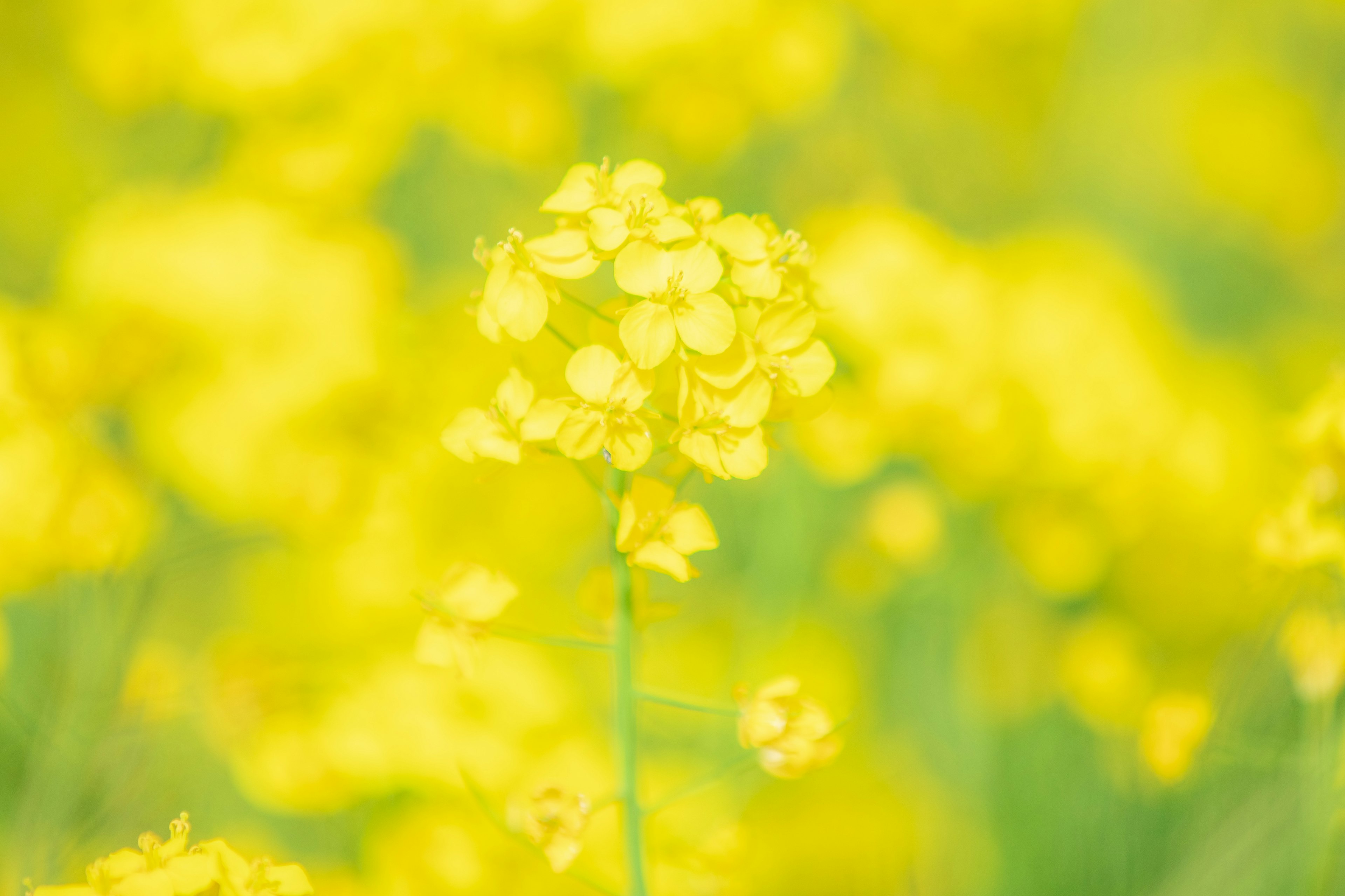 Verschwommener Hintergrund eines Feldes mit leuchtend gelben Blumen