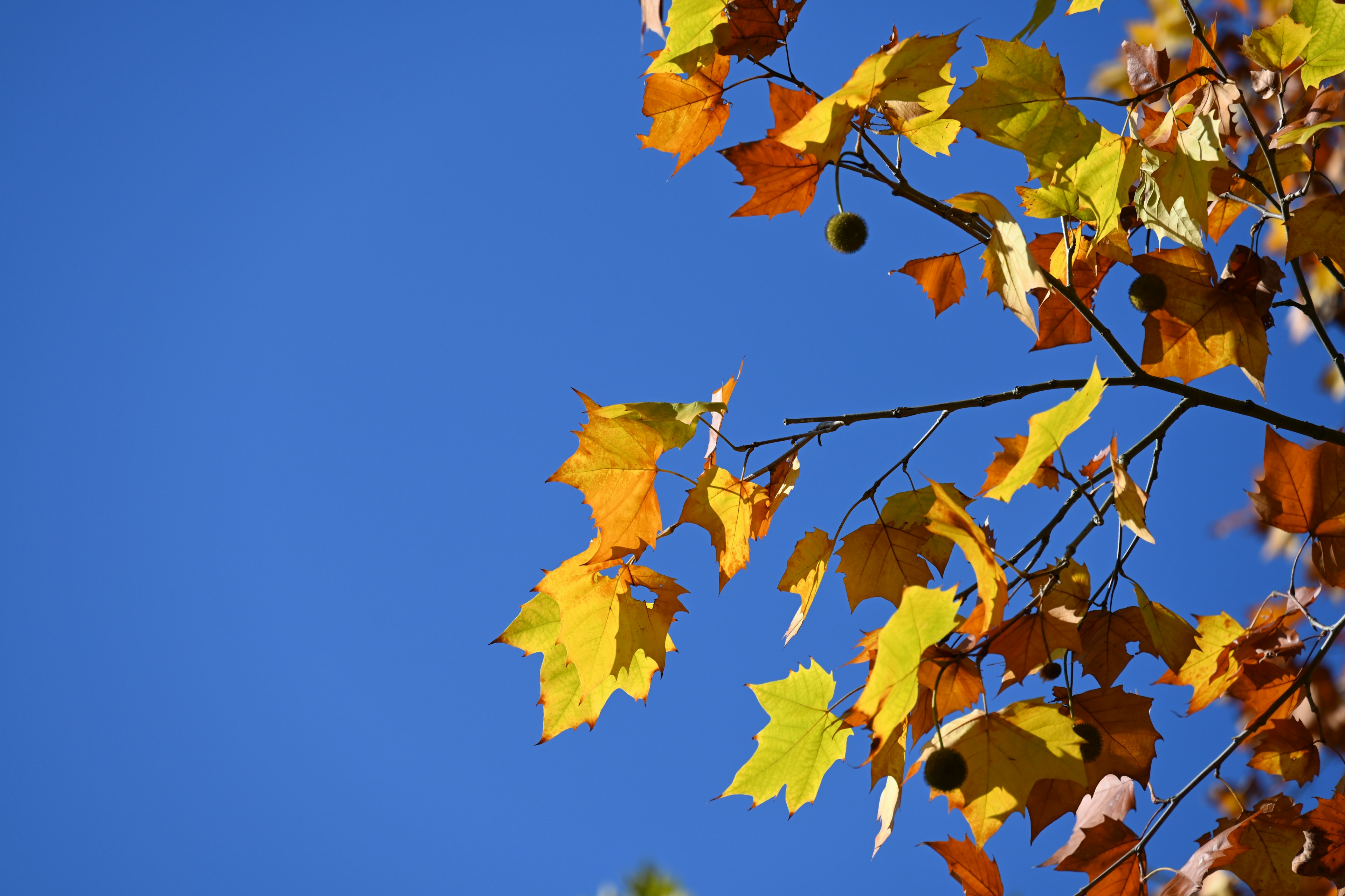 Äste mit orangefarbenen und gelben Blättern vor blauem Himmel