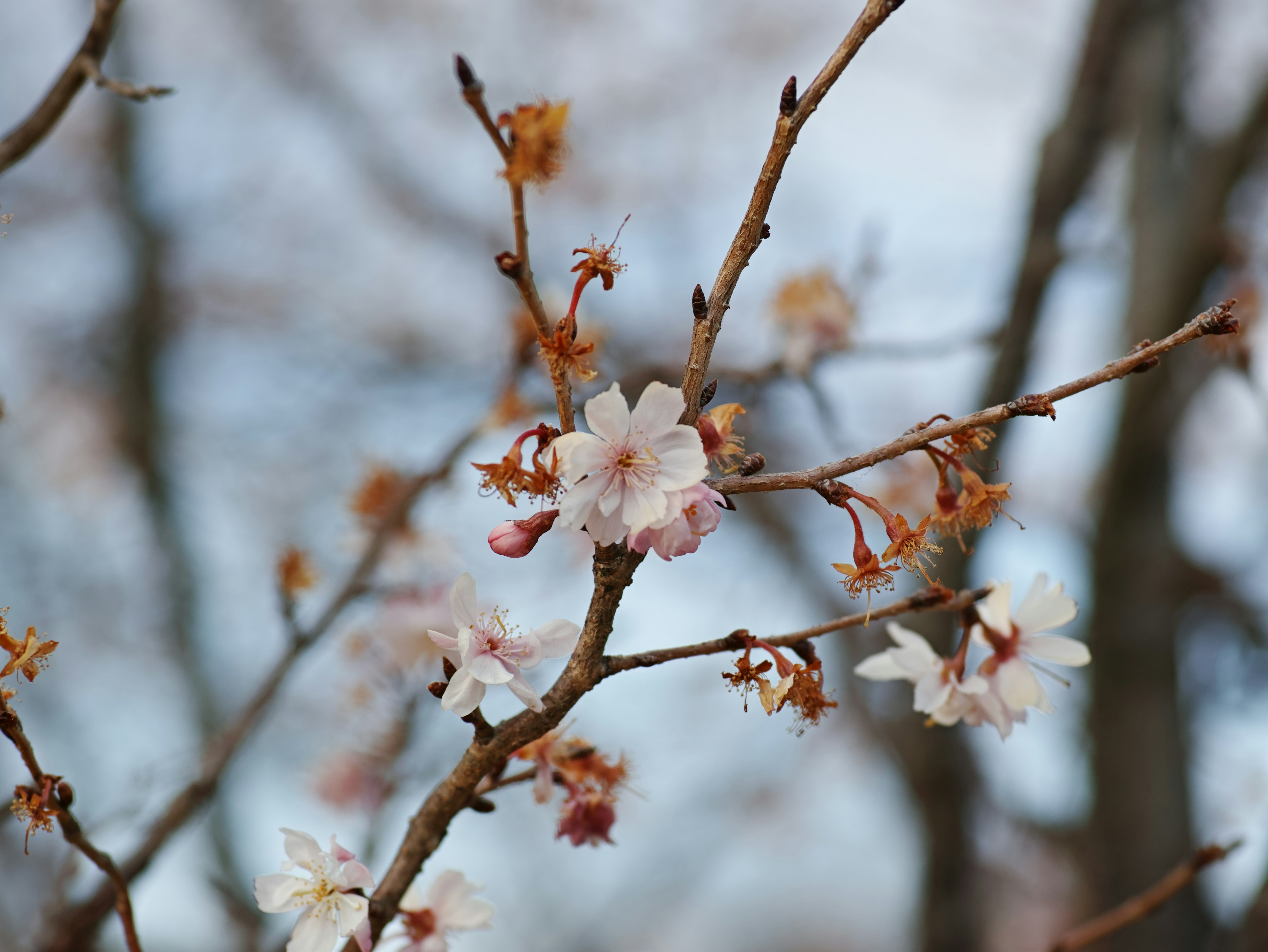 Gros plan de fleurs de cerisier sur des branches