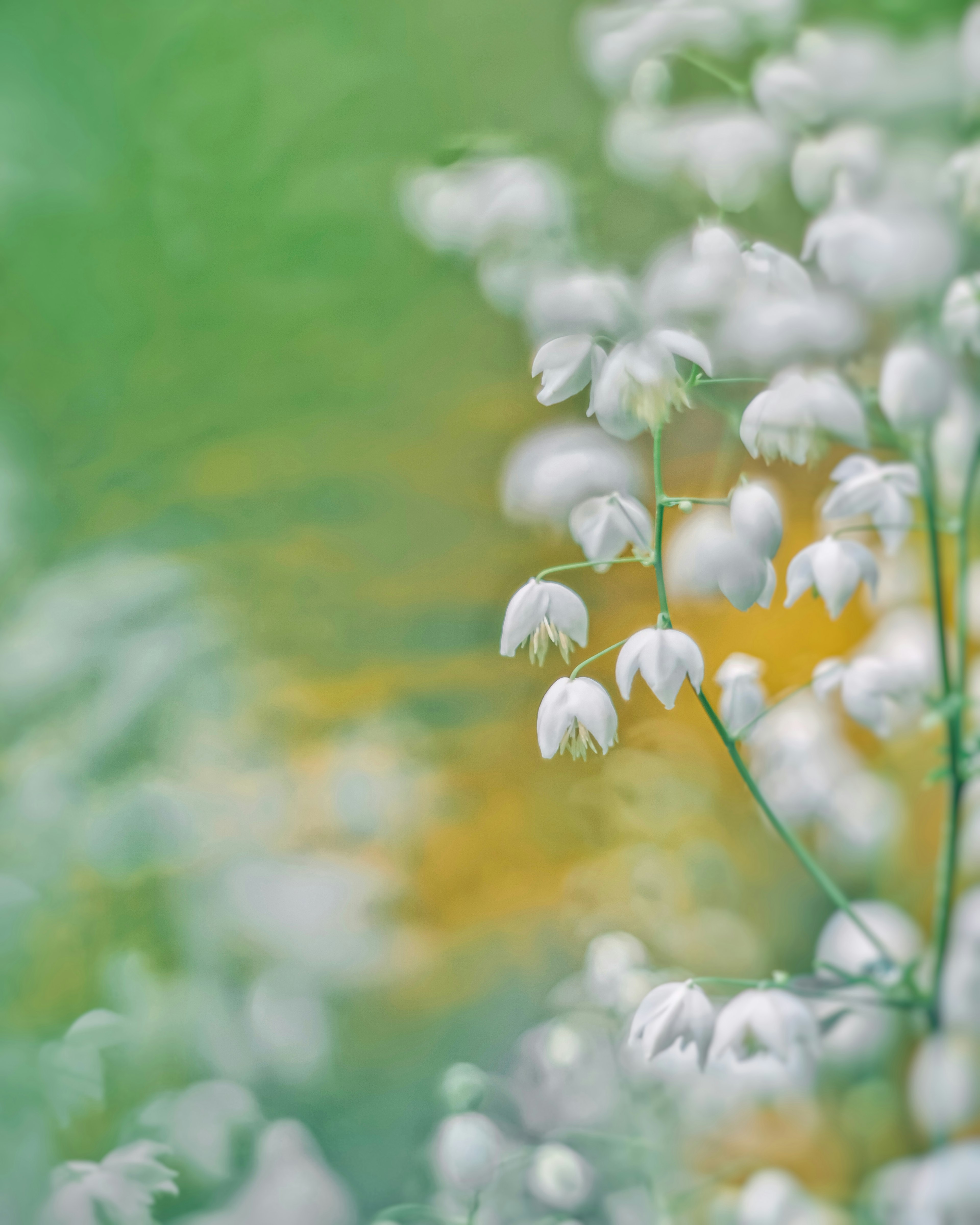 A soft focus image of white flowers blooming against a green and yellow background