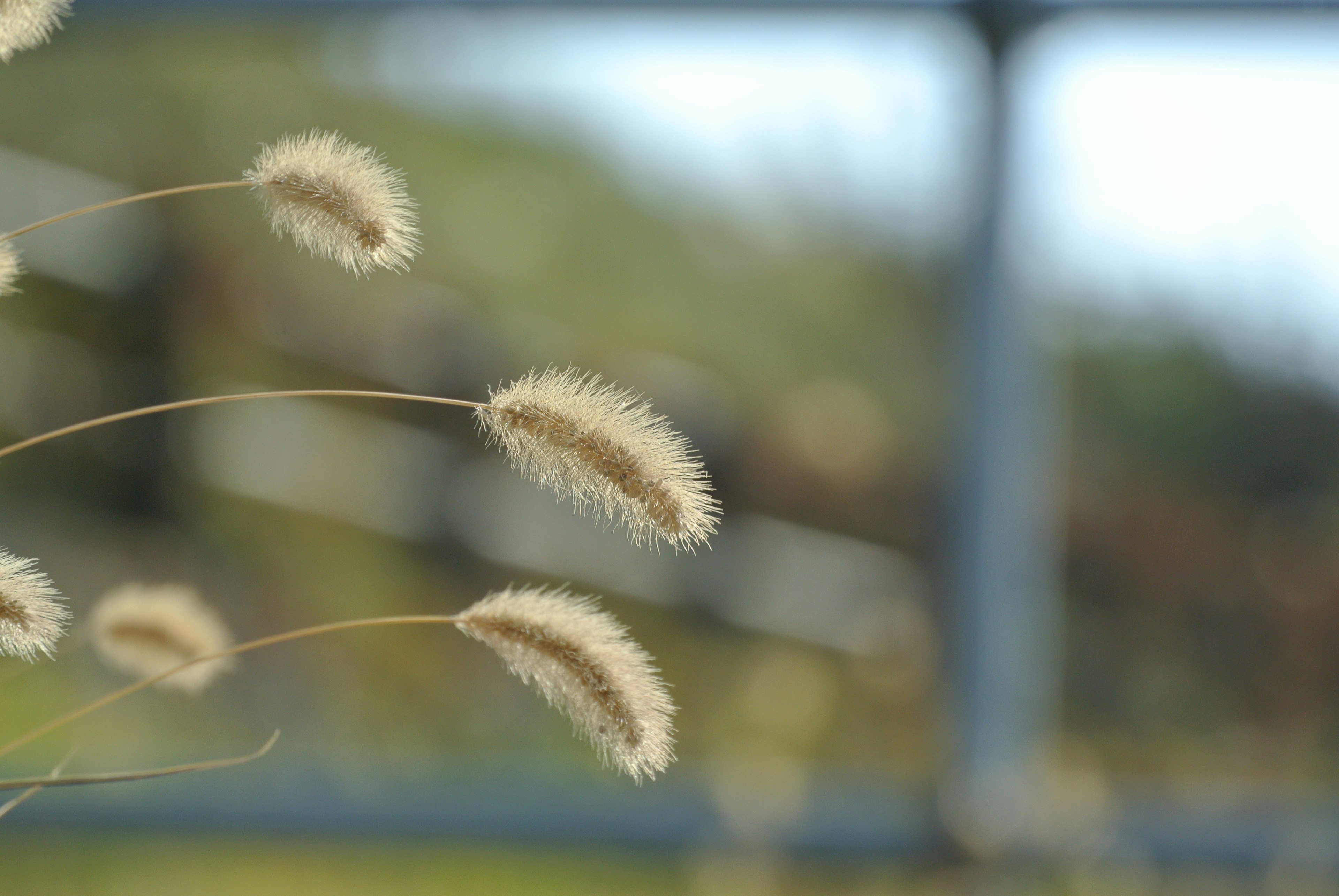 Soft grass spikes swaying in the wind with a blurred background