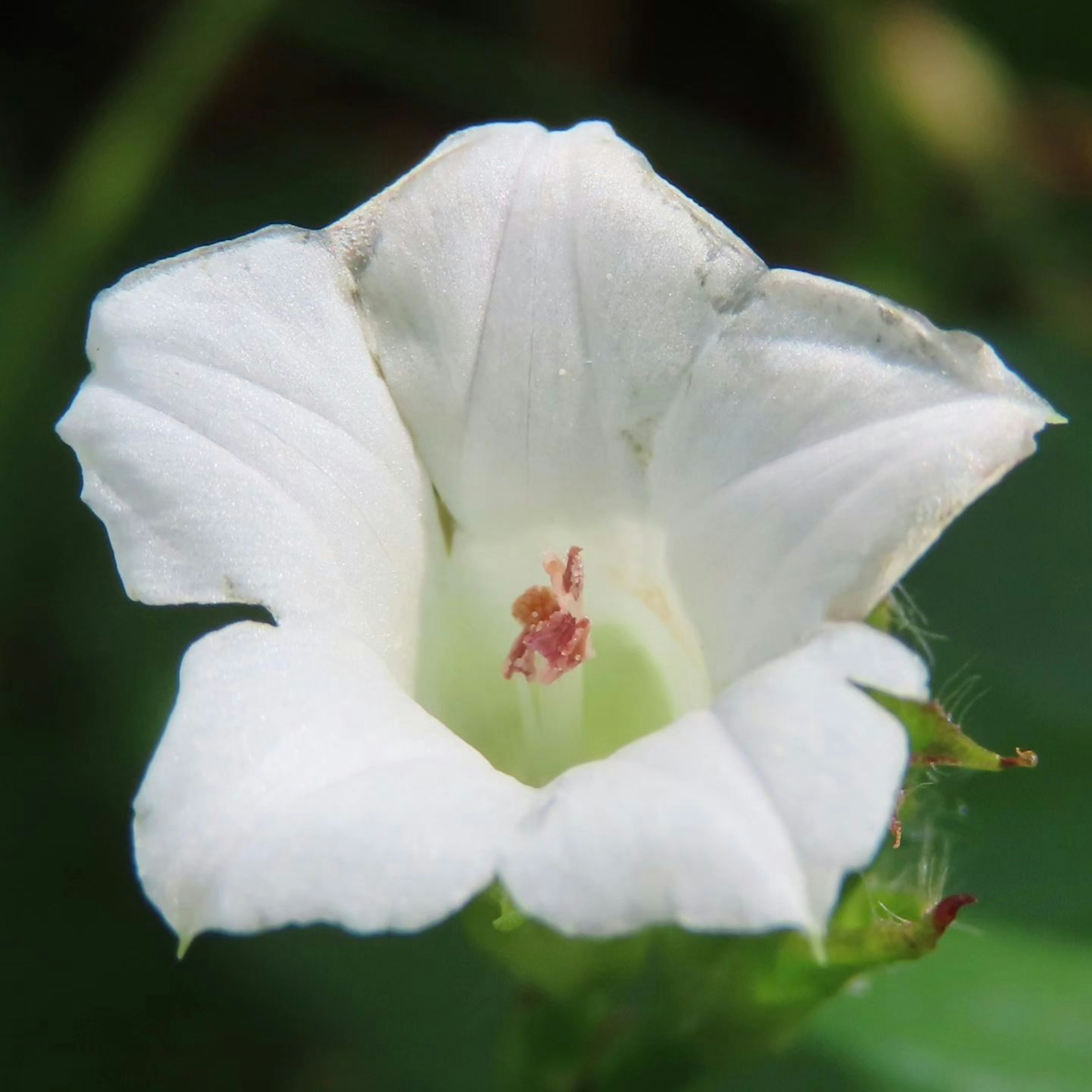 Primo piano di un fiore bianco su uno sfondo verde