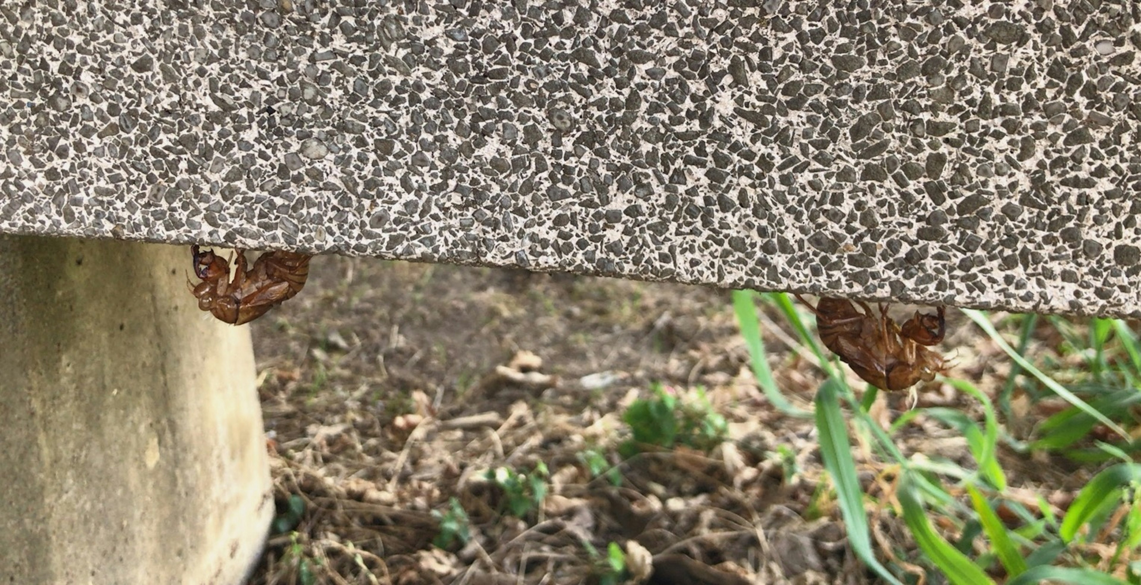 木の下で休んでいるセミの抜け殻二つ